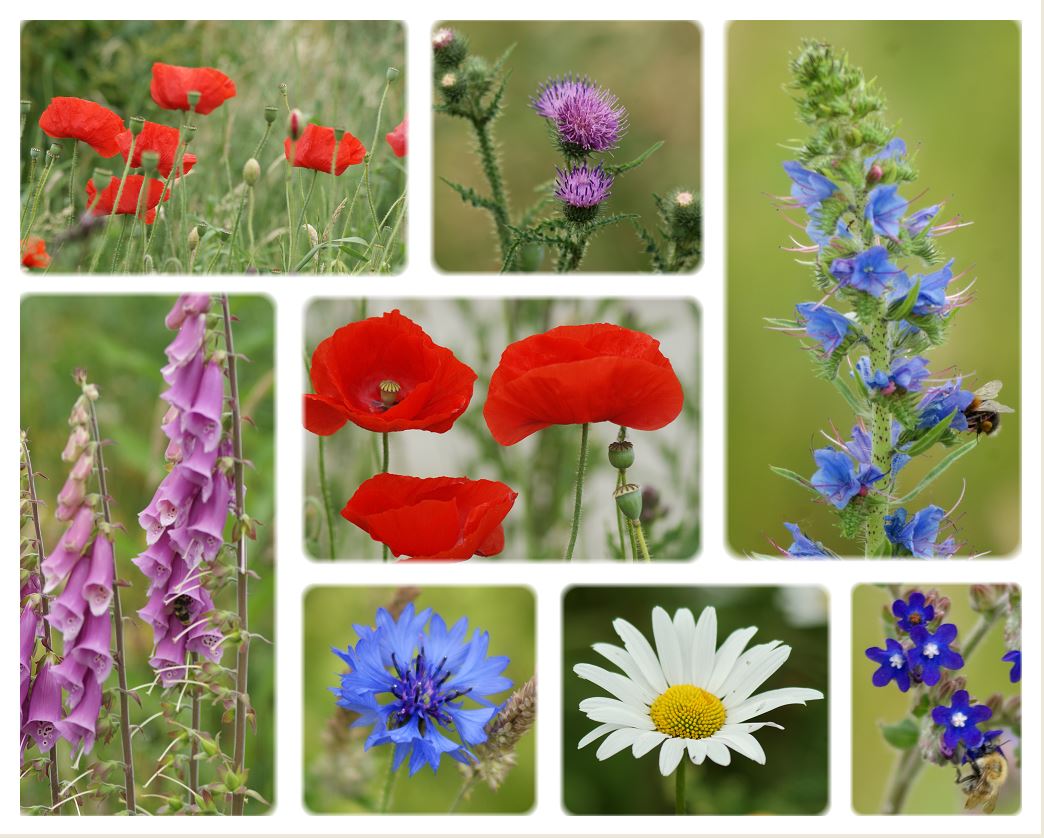 Veldbloemen Collage