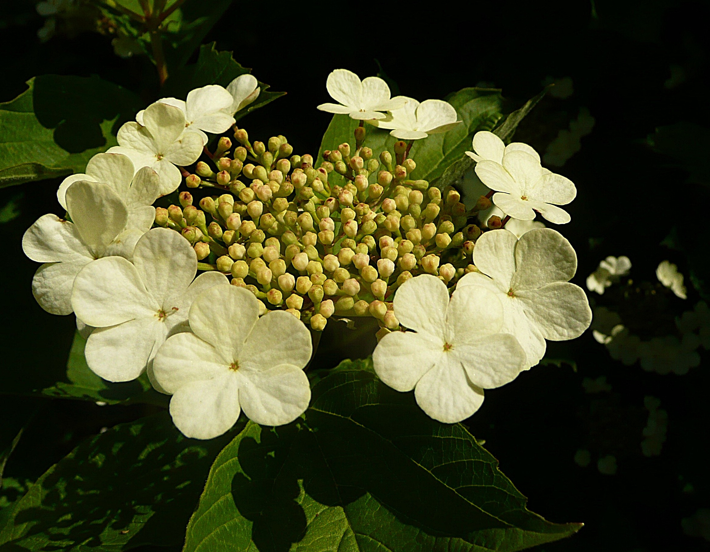 Hortensia