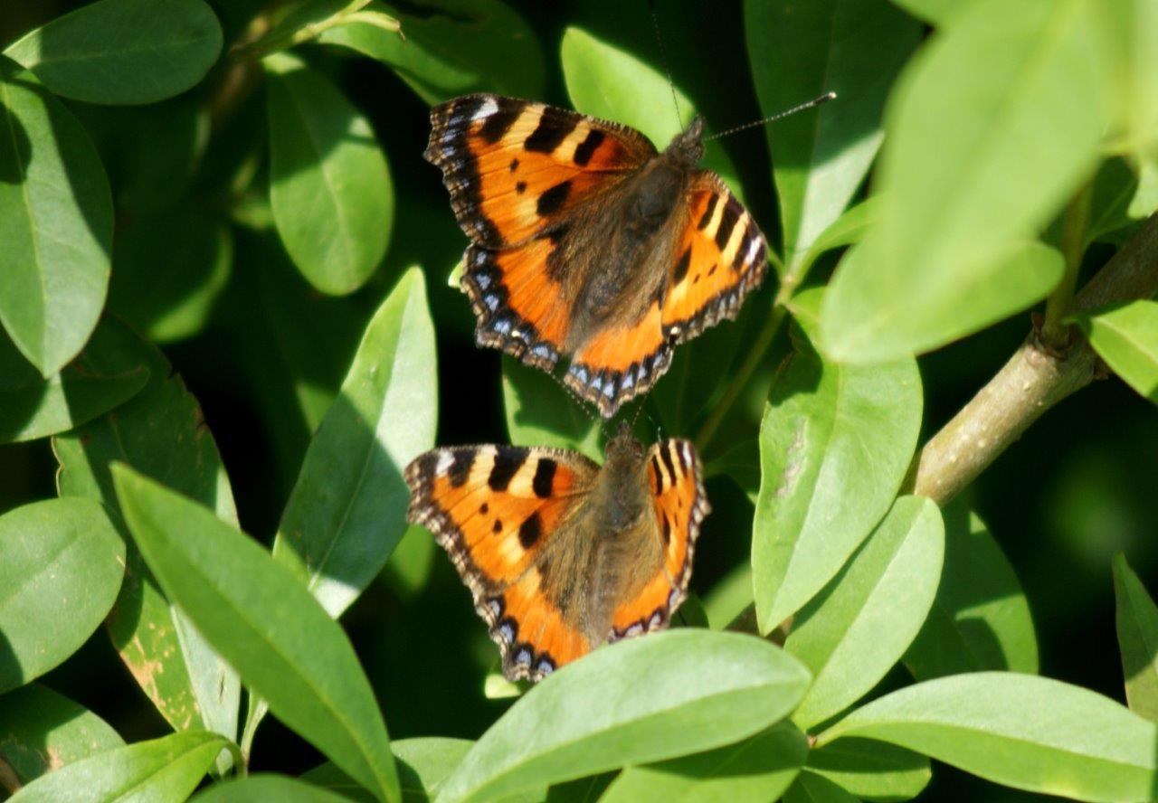 Vlinders (kleine vossen)