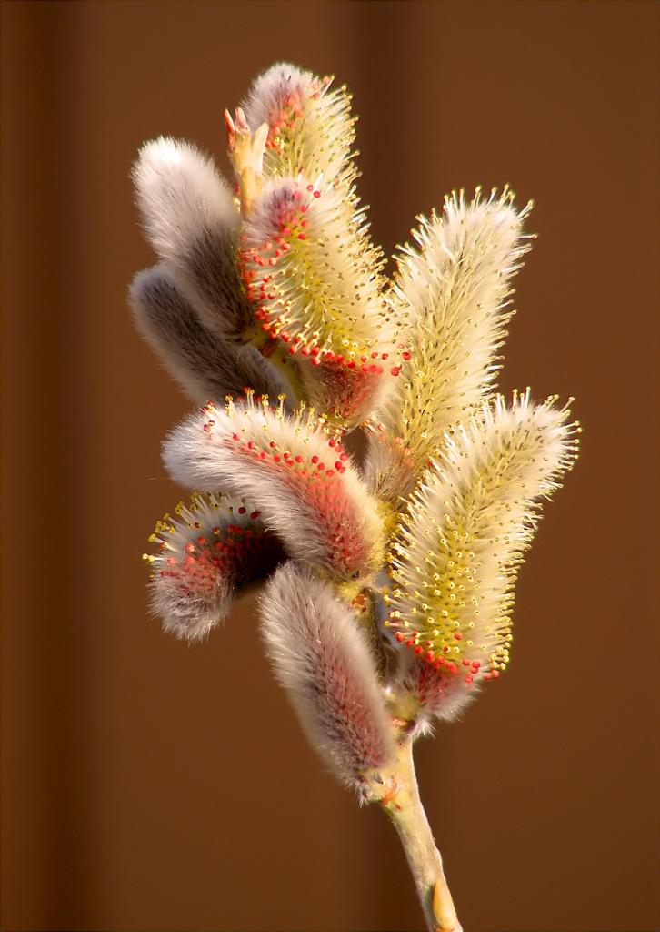 Welke struik heeft zulke mooie grote rode katjes?