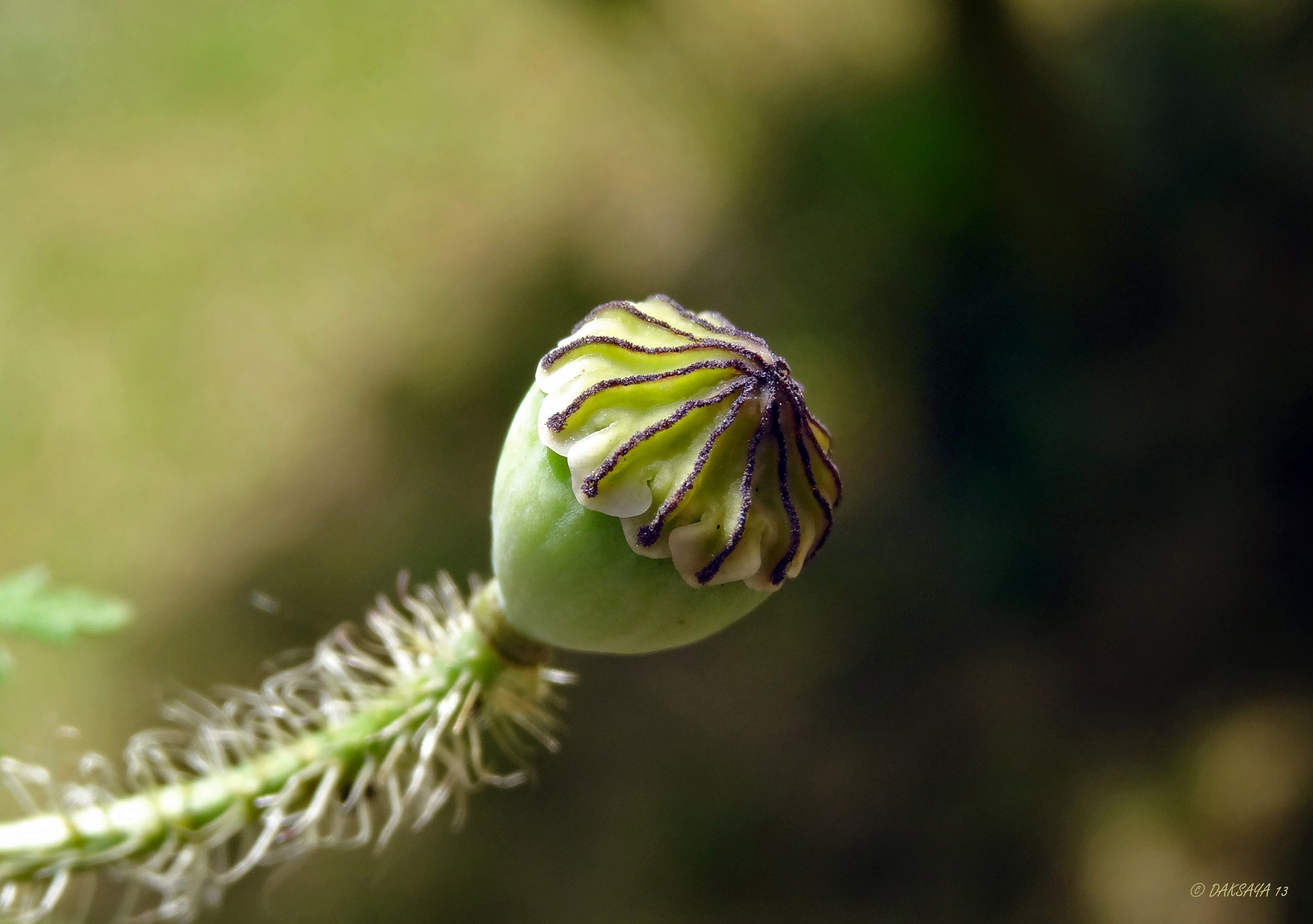 Uitgebloeide papaver