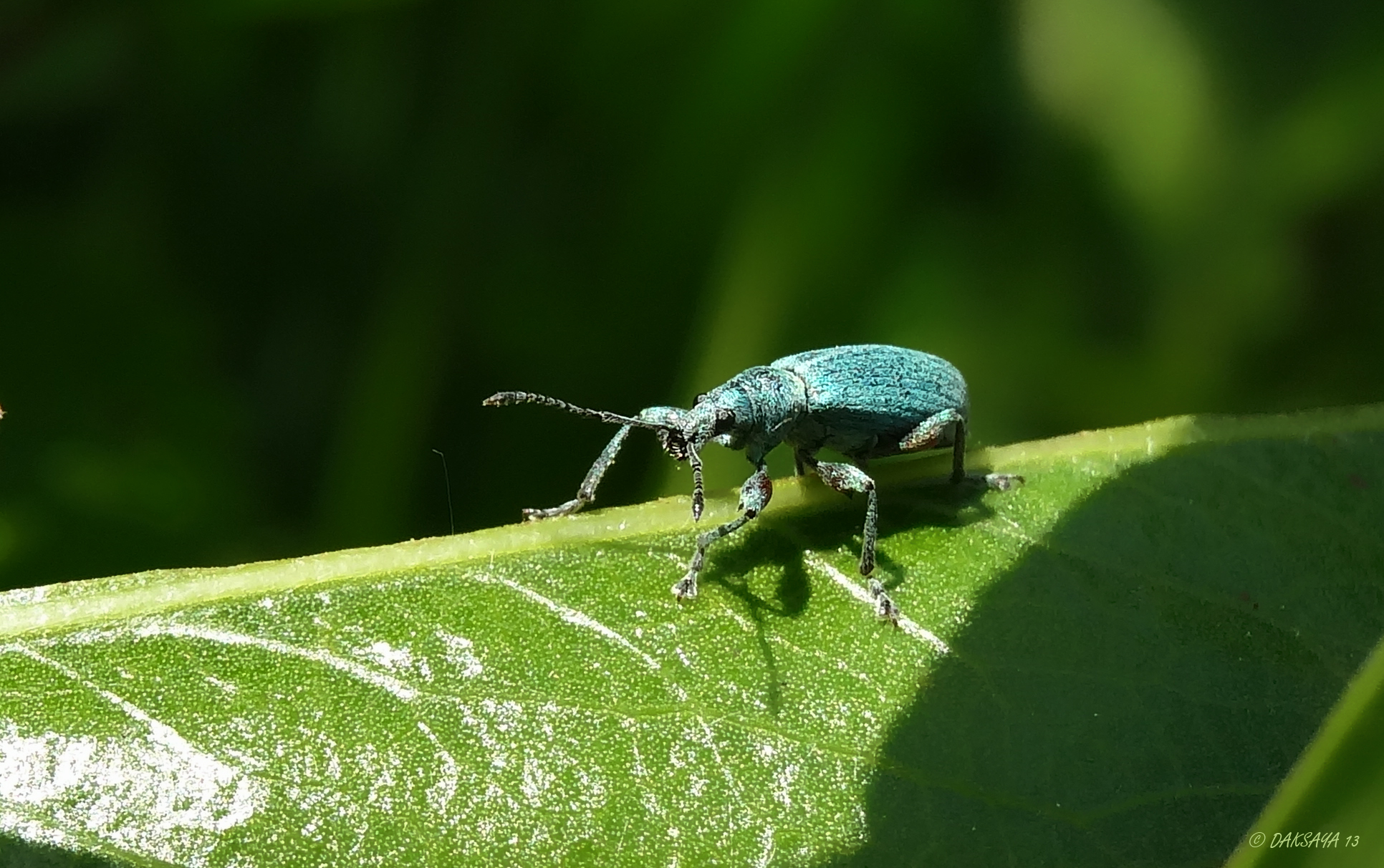 Groene bladsnuitkever