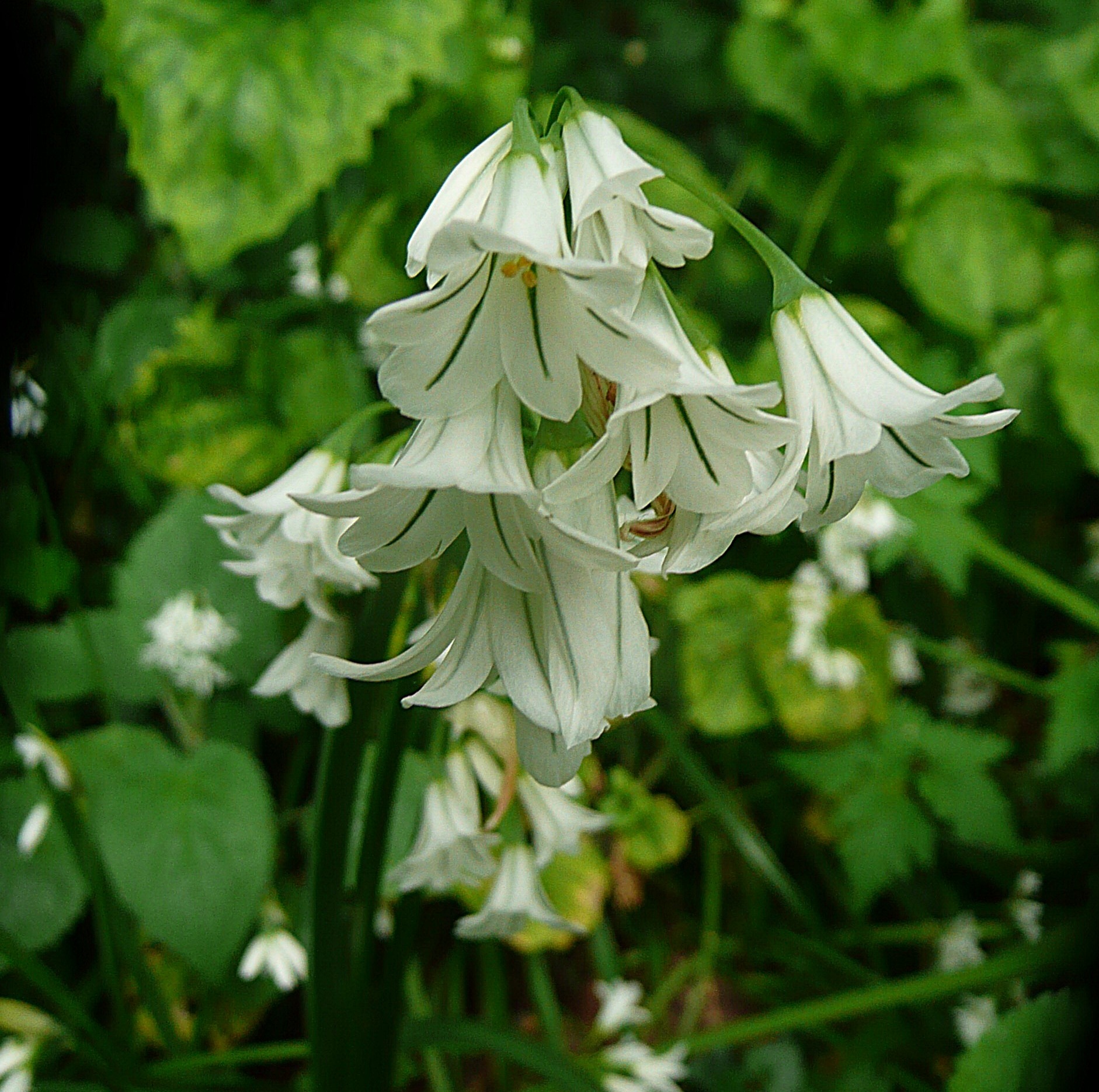 Allium triquetrum