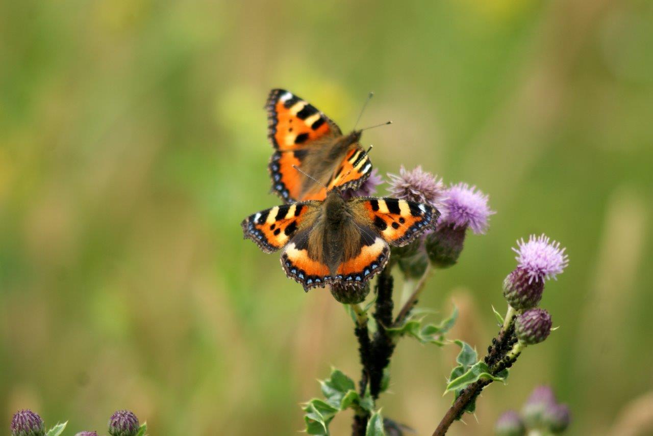 vlinders (kleine vos)