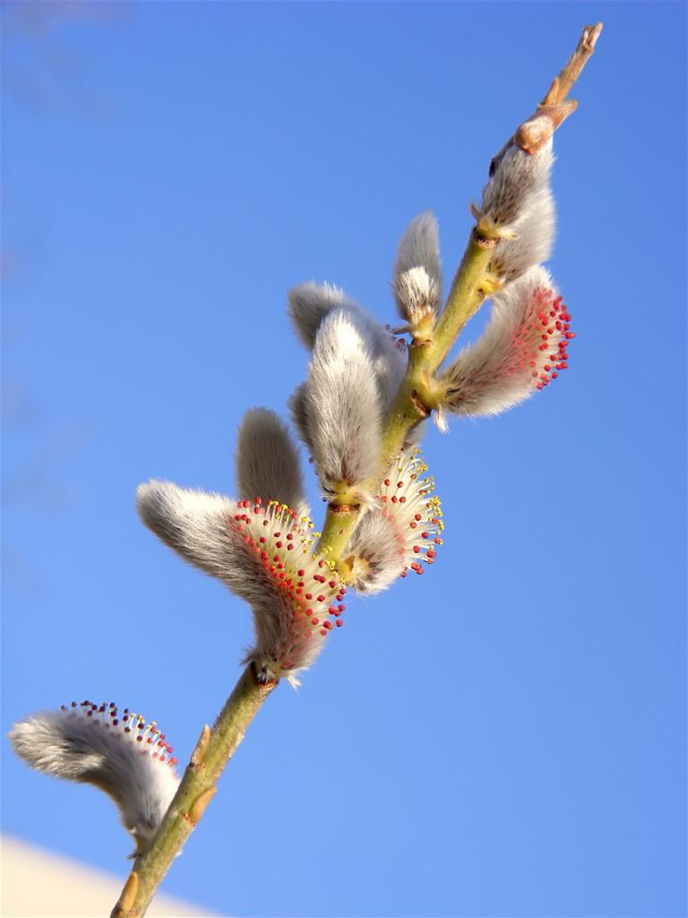 Katjes maar dan met rode meedraden
