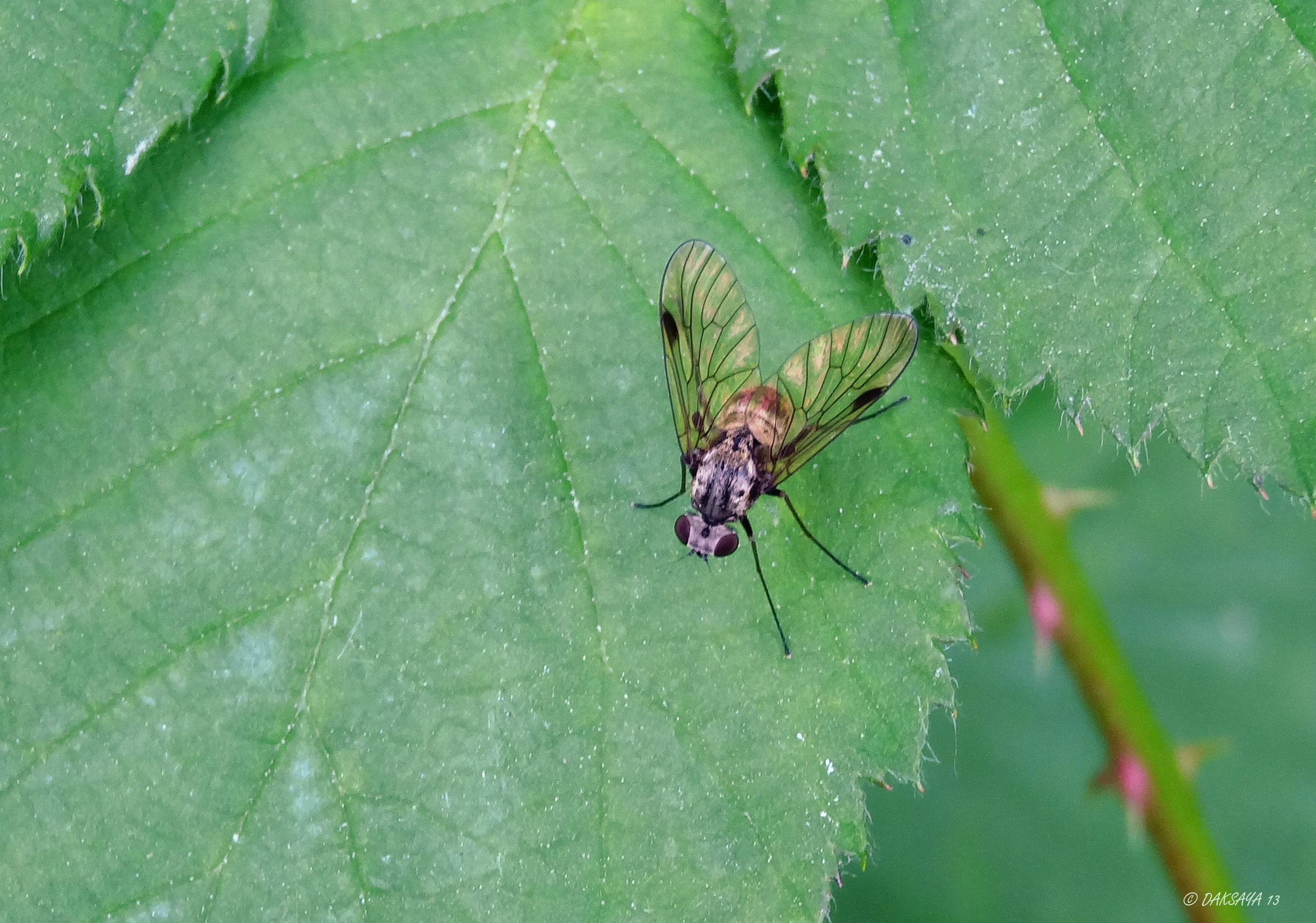 Chrysopilus cristatus