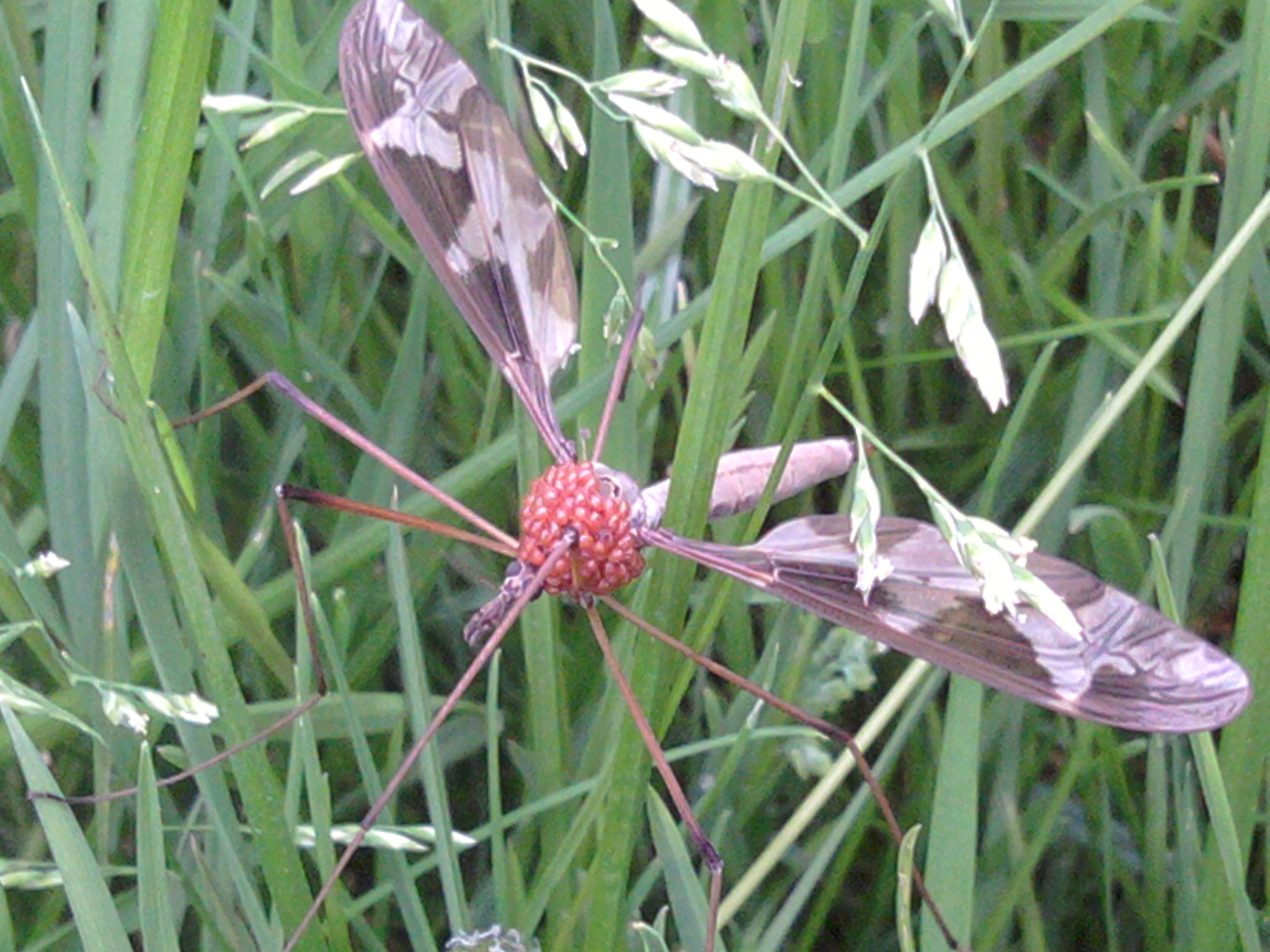 Reuze Langpootmug heeft een pijnlijk jasje aan...