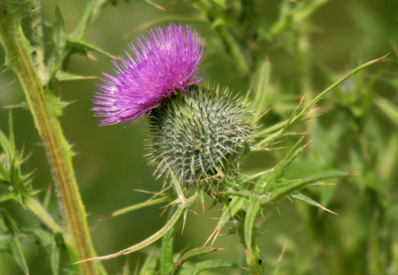 bloeiende grote distel