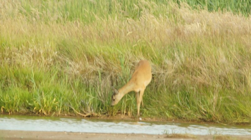 Ree aan de waterkant