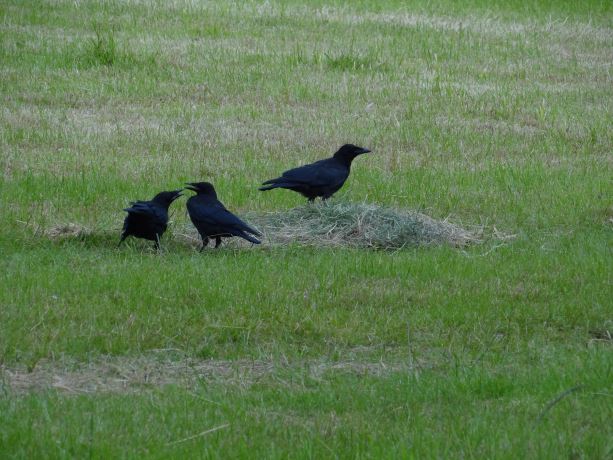 Kraai 2