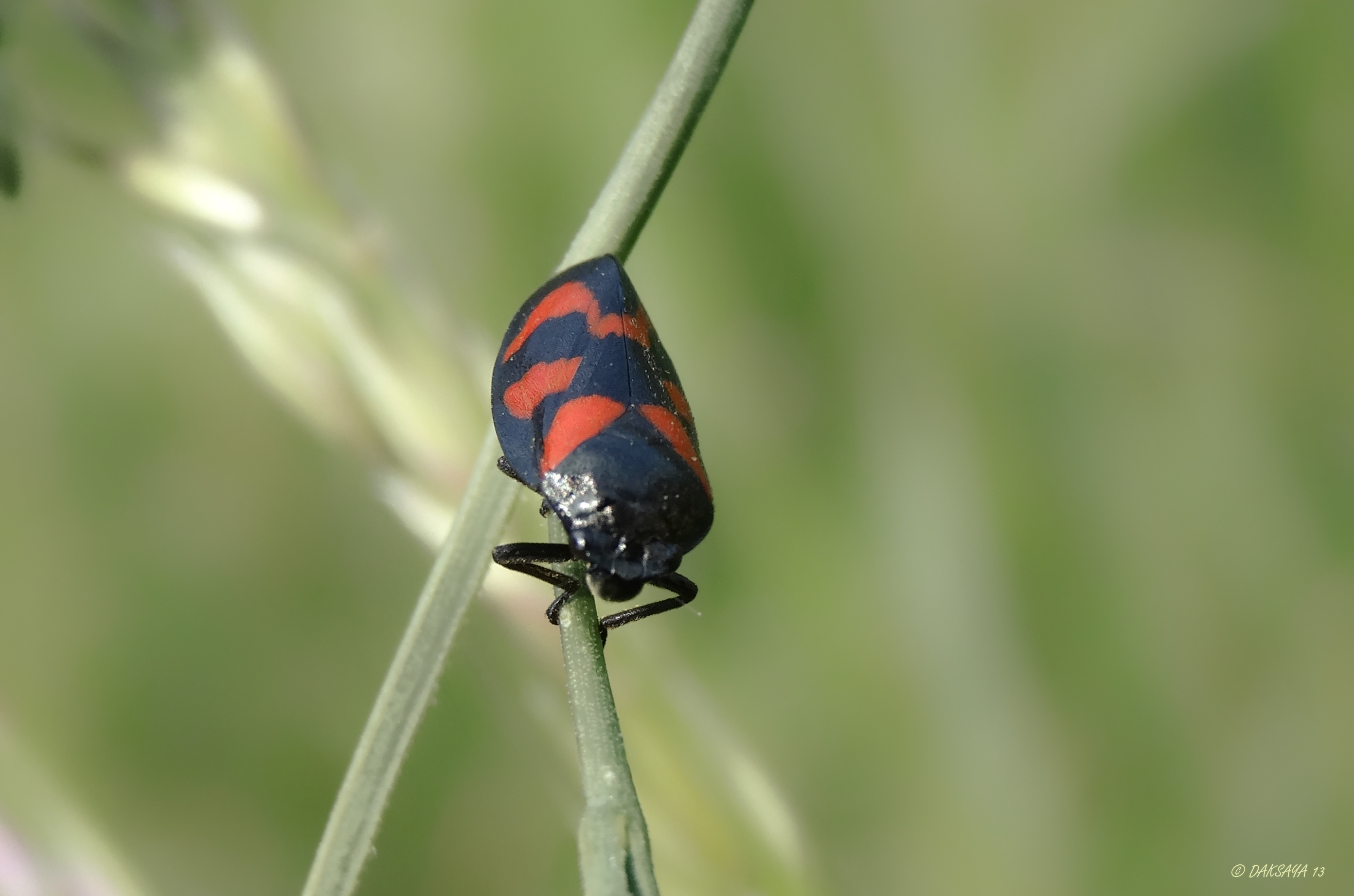 Bloedcicade