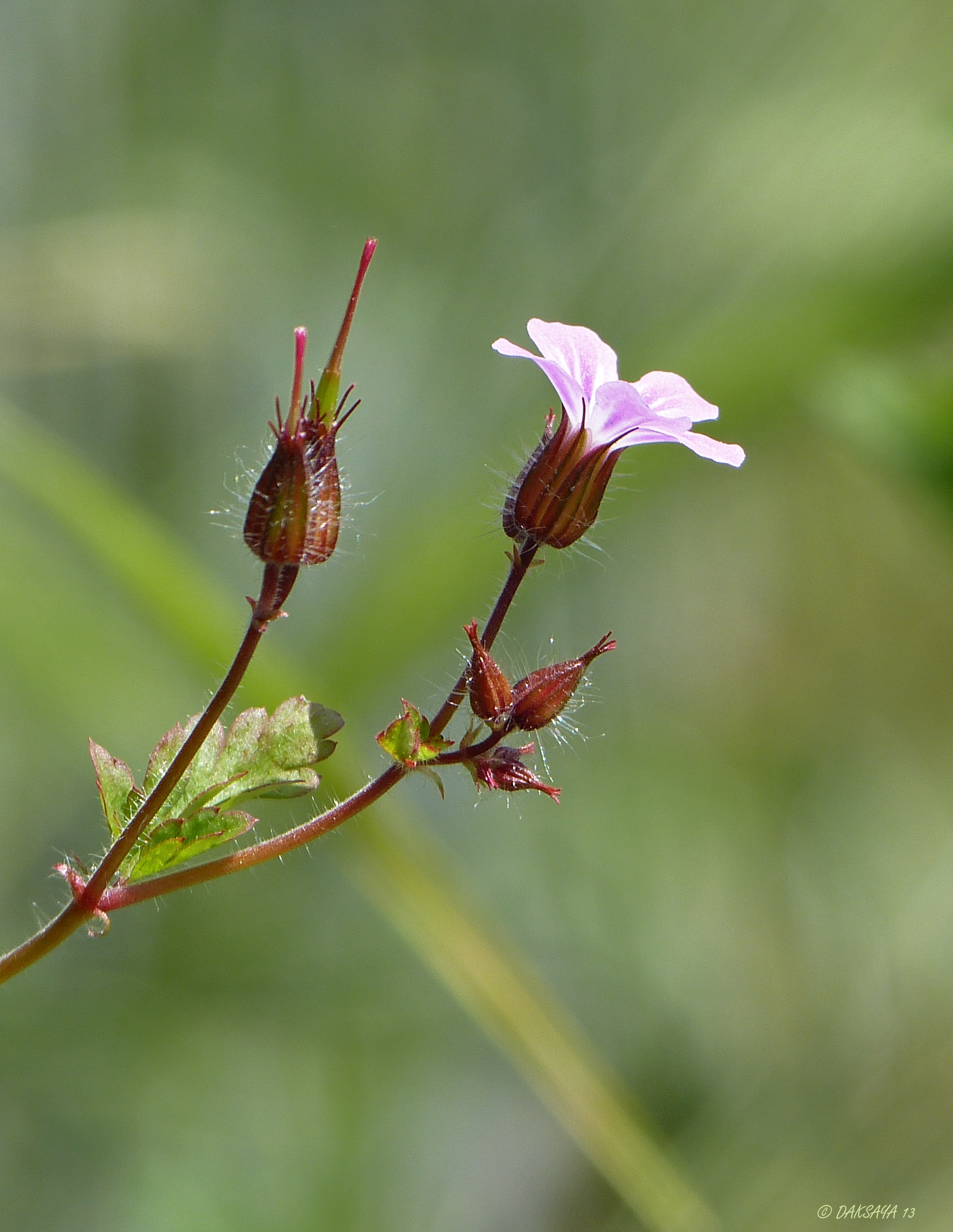 Bloem in de berm