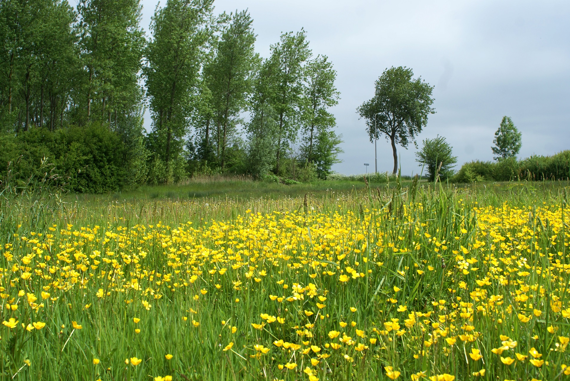 veldje boterbloemen