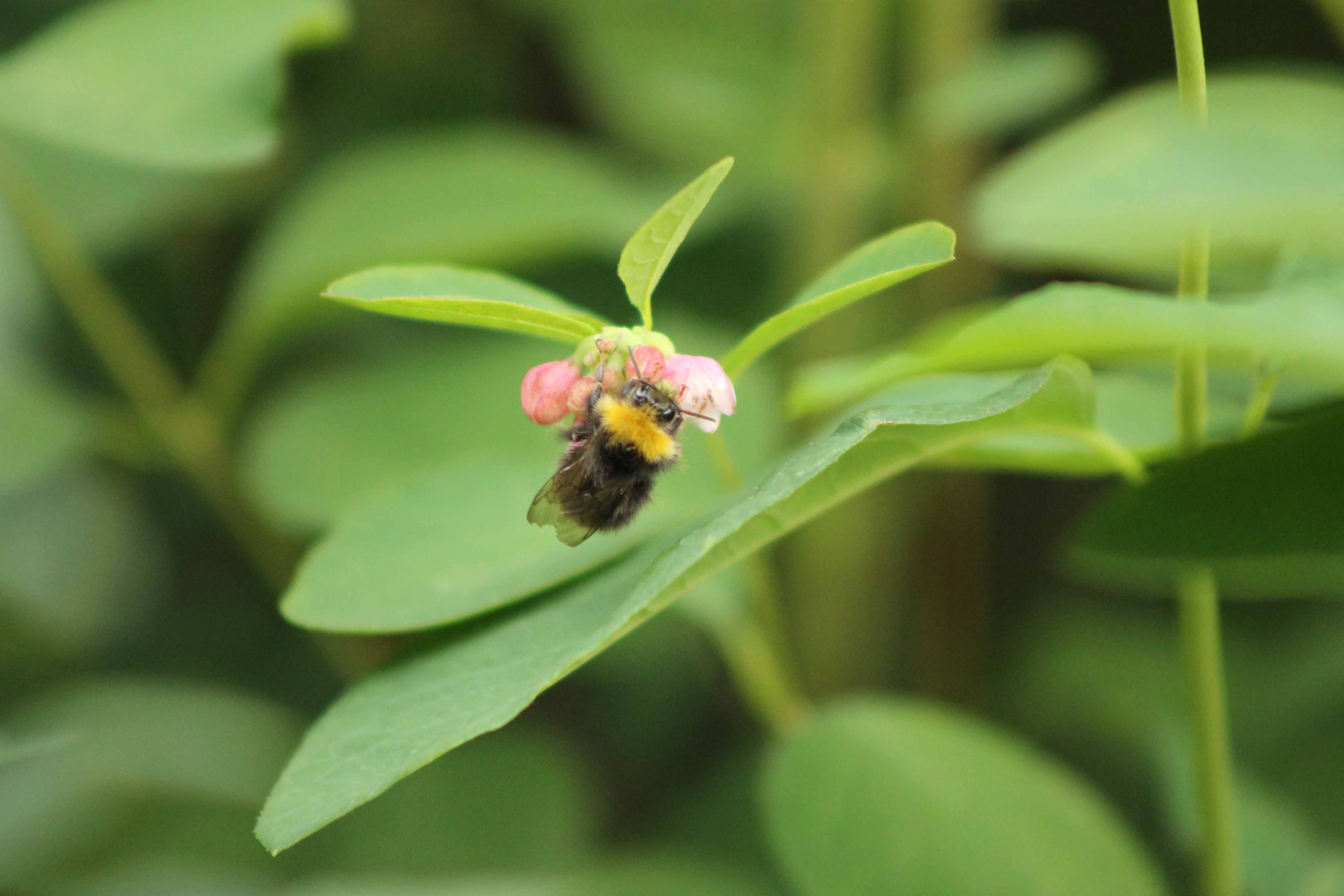 Hommel 