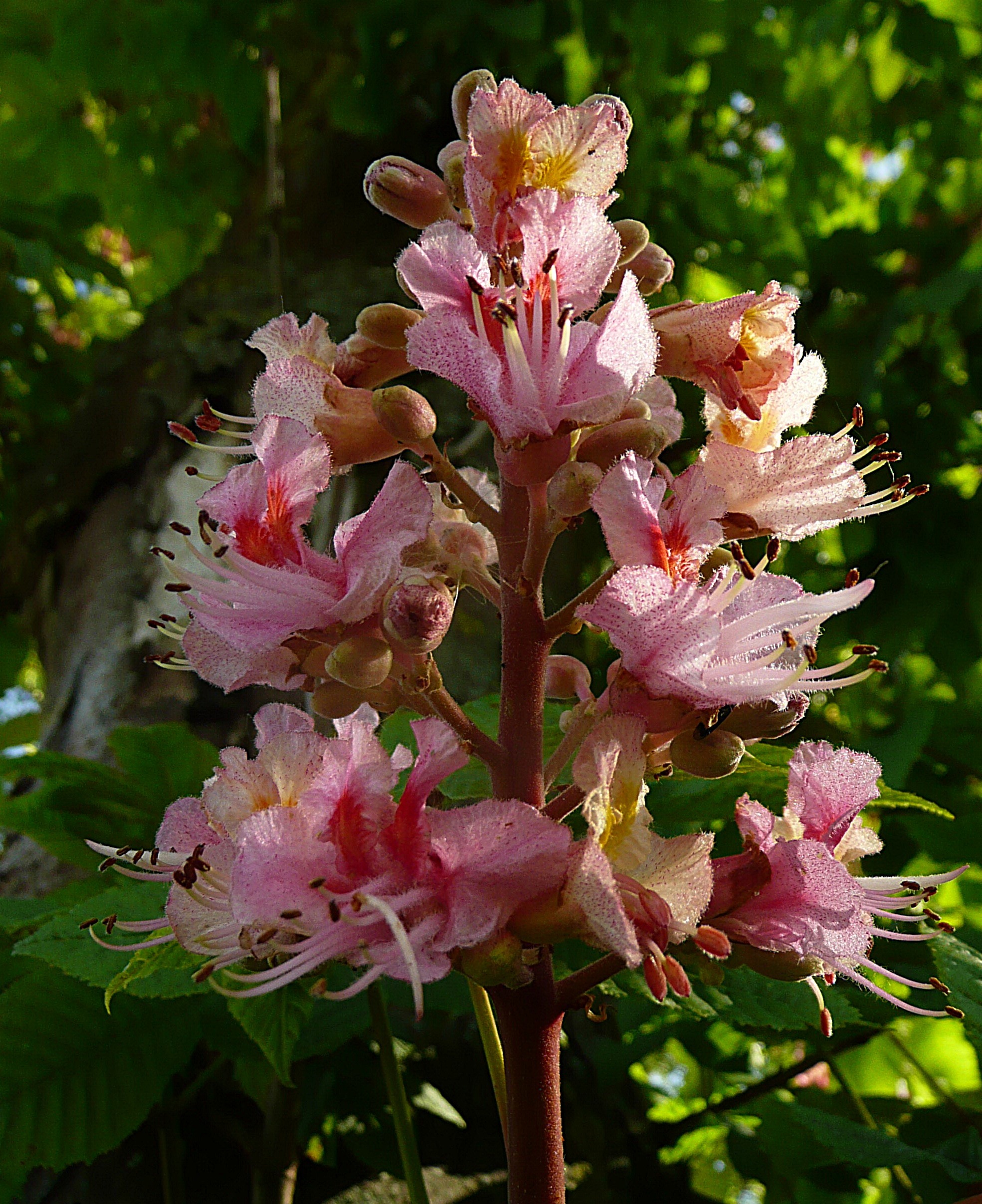 Rode paardenkastanje