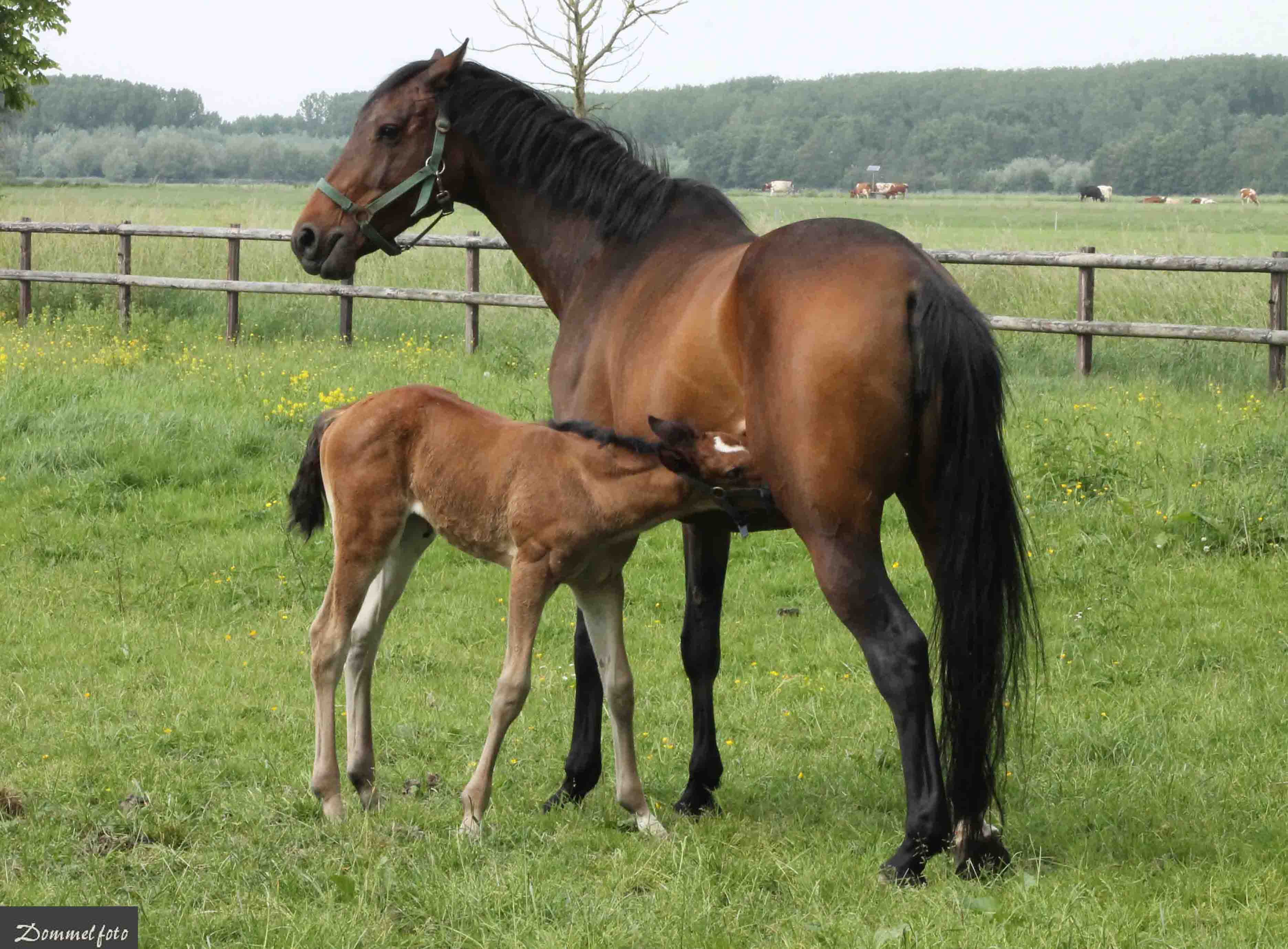 Paard met veulen