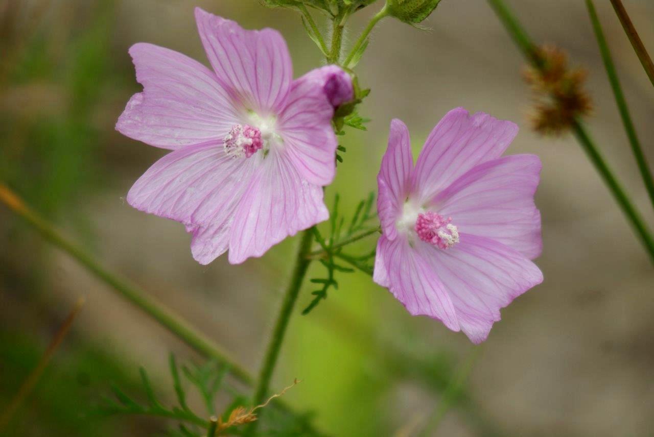 rose bloempjes (lavatera)