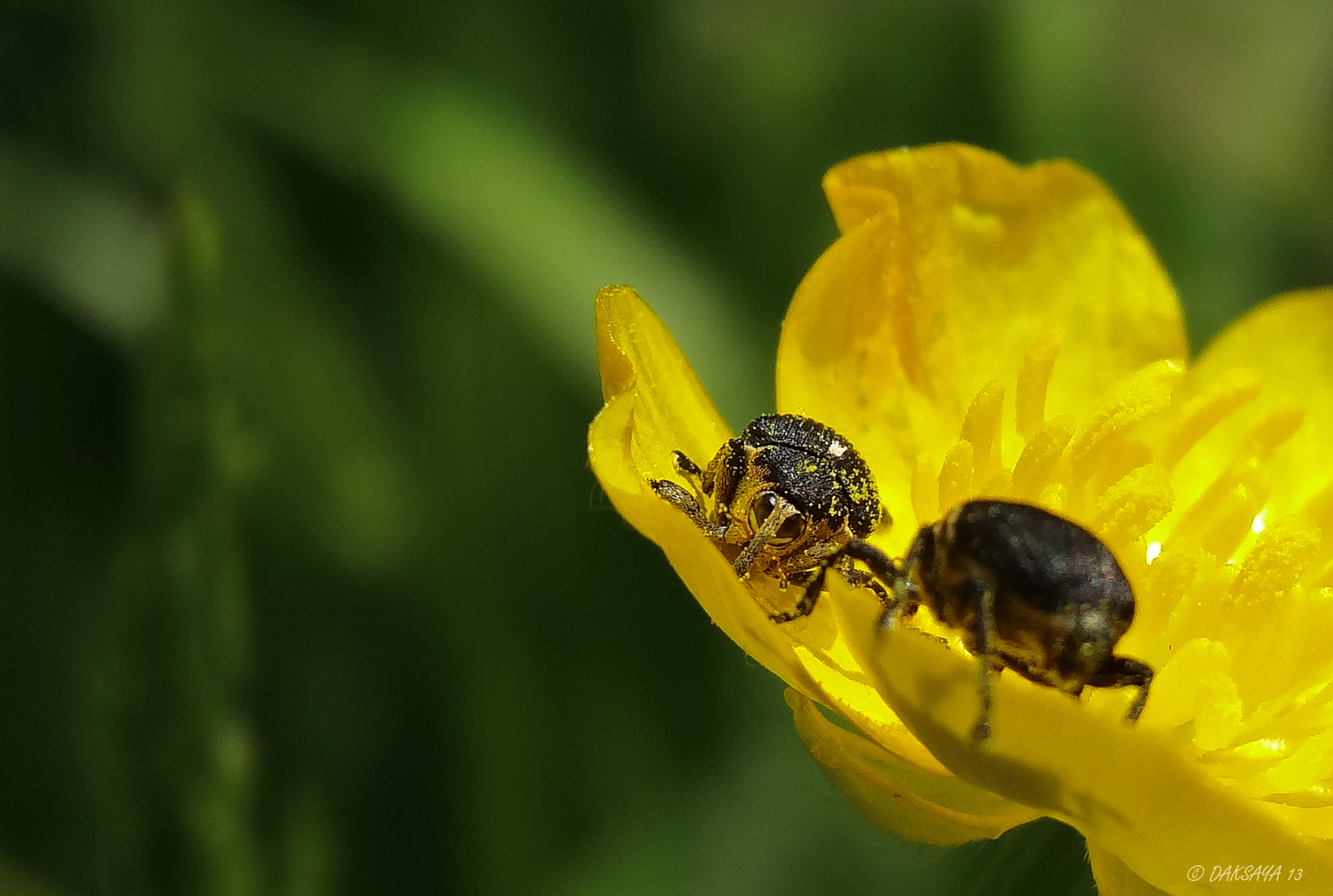 Snuitkevers op boterbloem