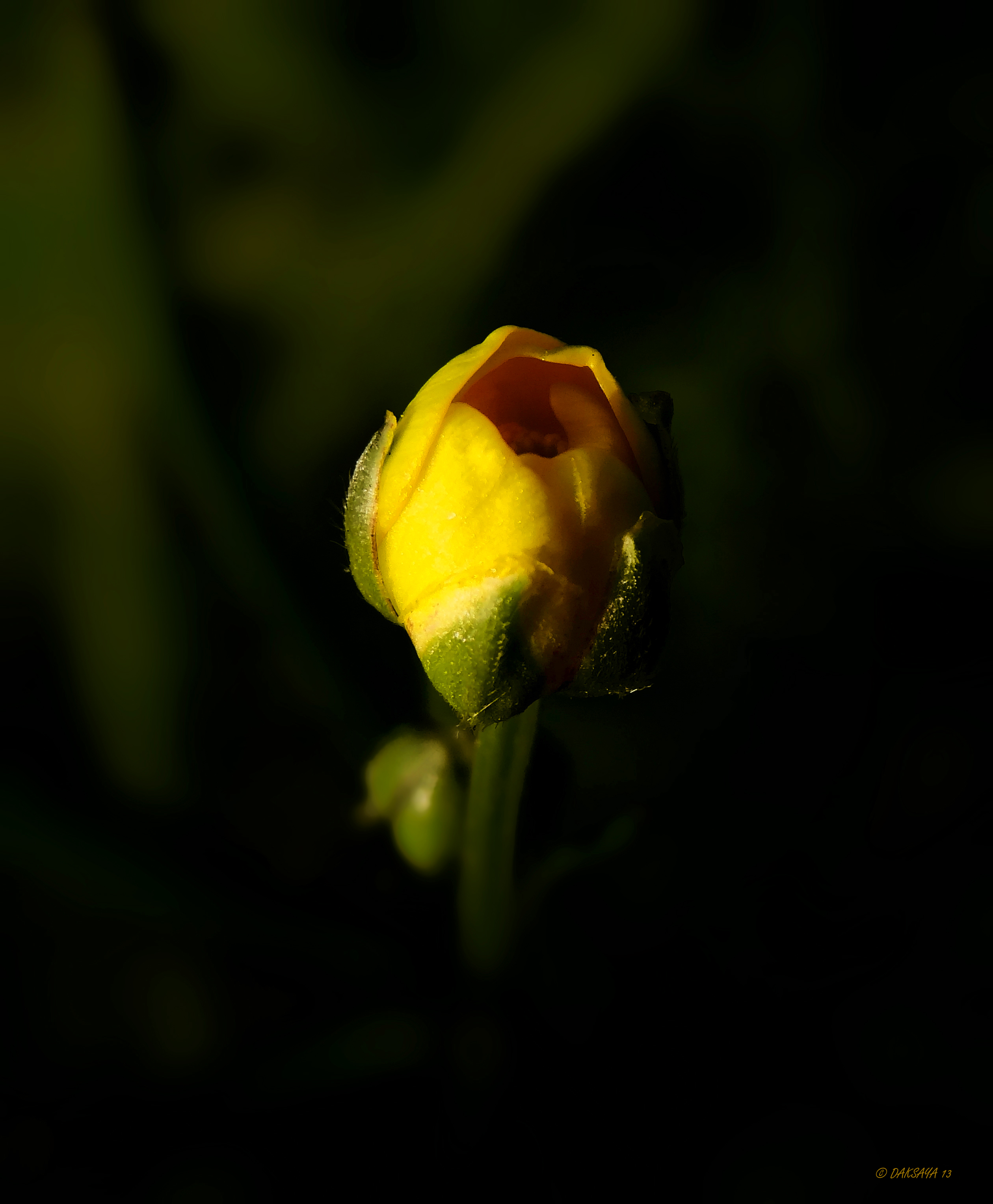 Boterbloempje in knop