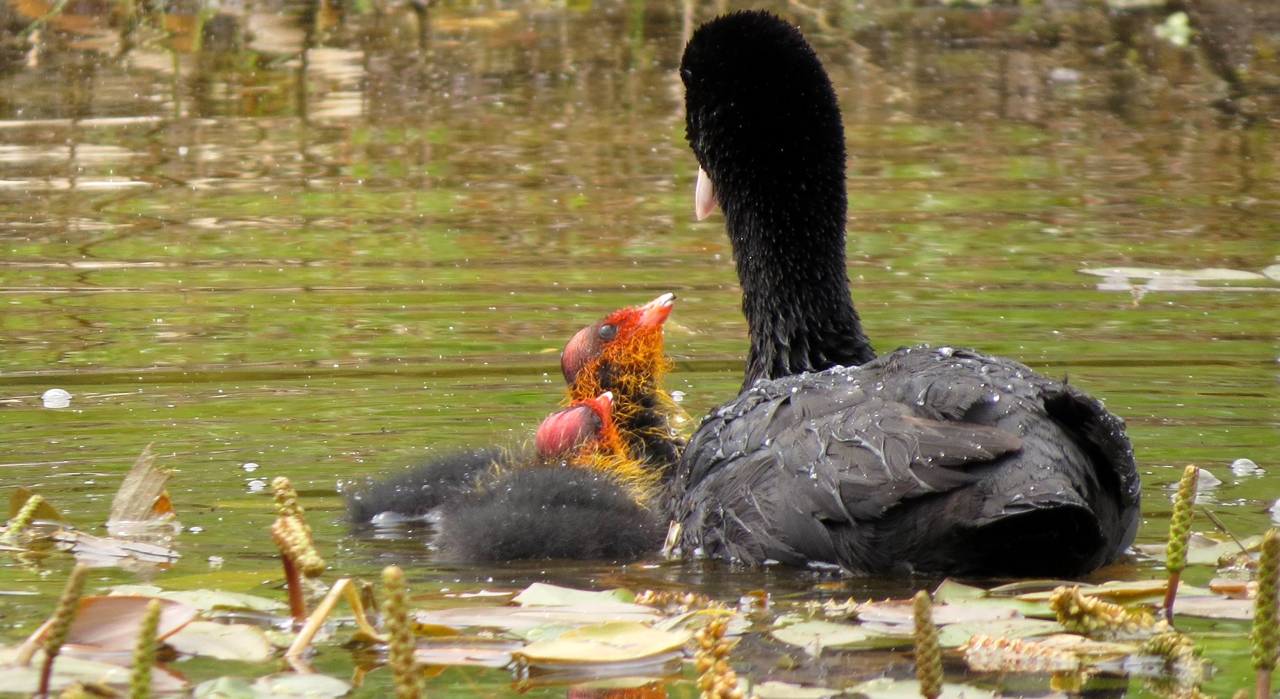 Mama is de liefste van de heeele wereld!