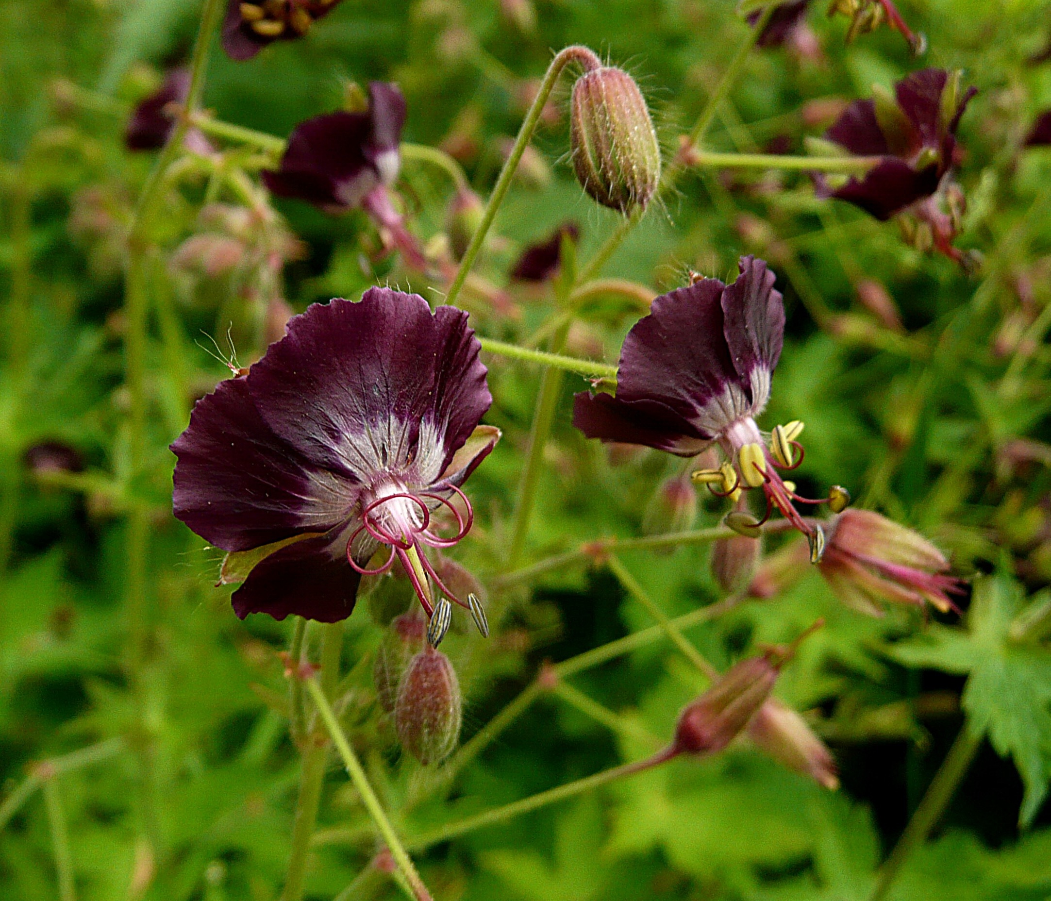 Donkere ooievaarsbek