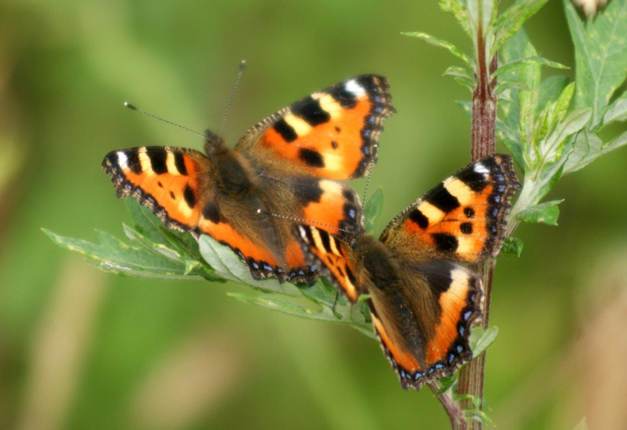 Vlinders (kleine vos)