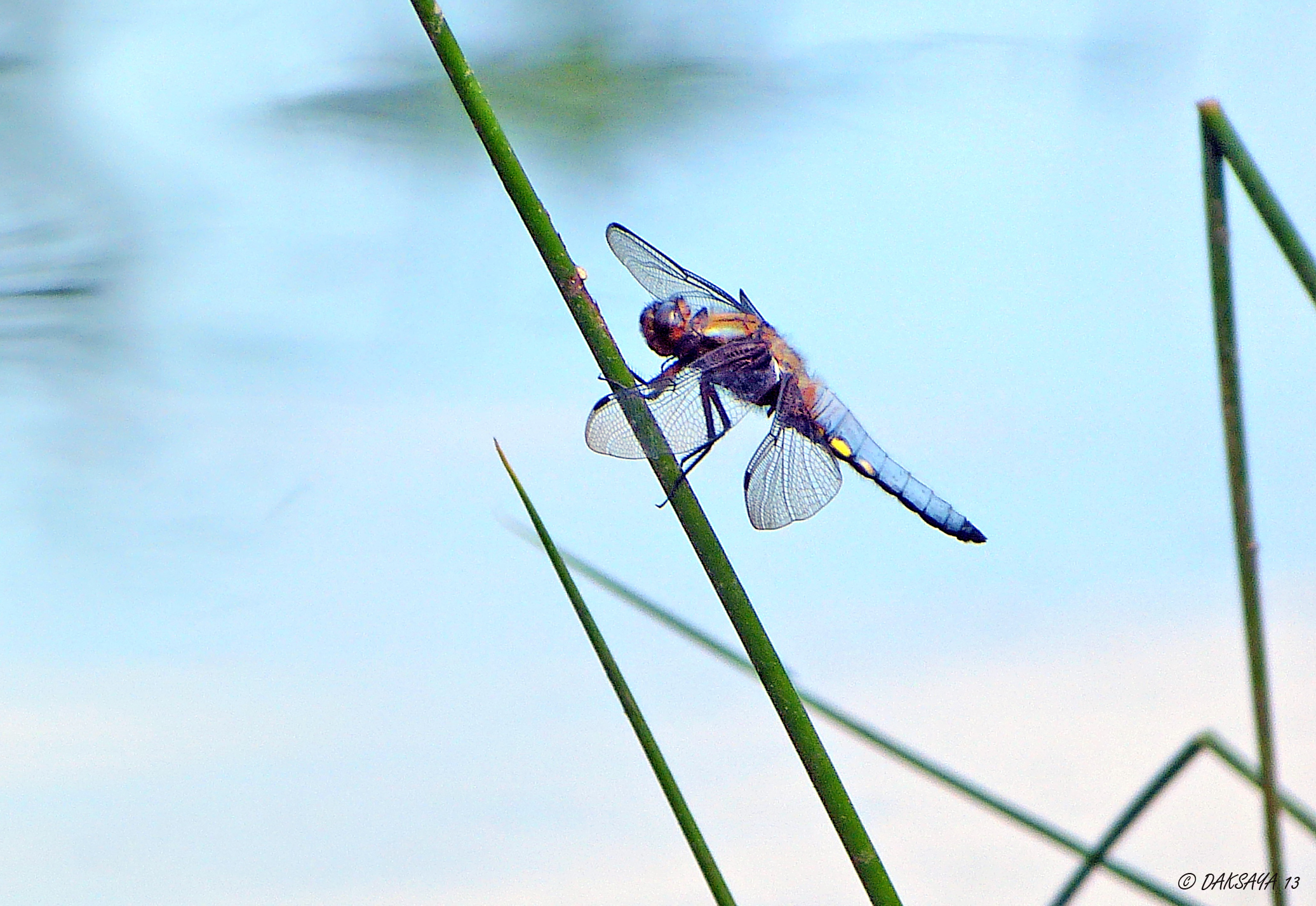 Platbuik in het blauw