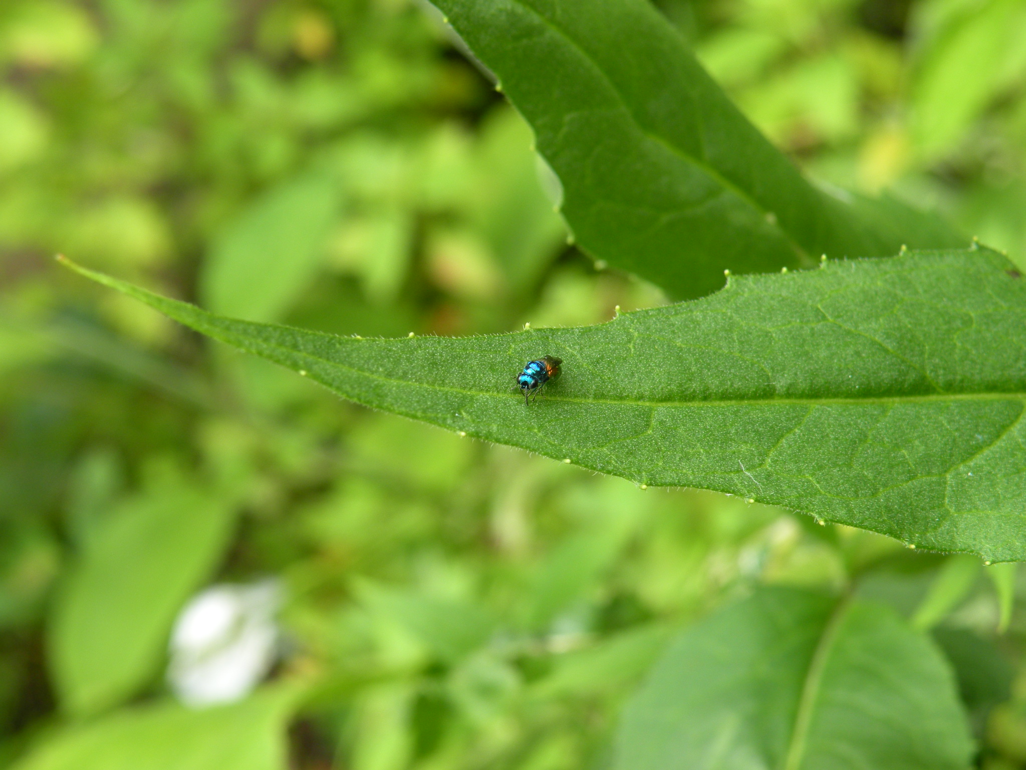 Wat ik nu toch zag ??
