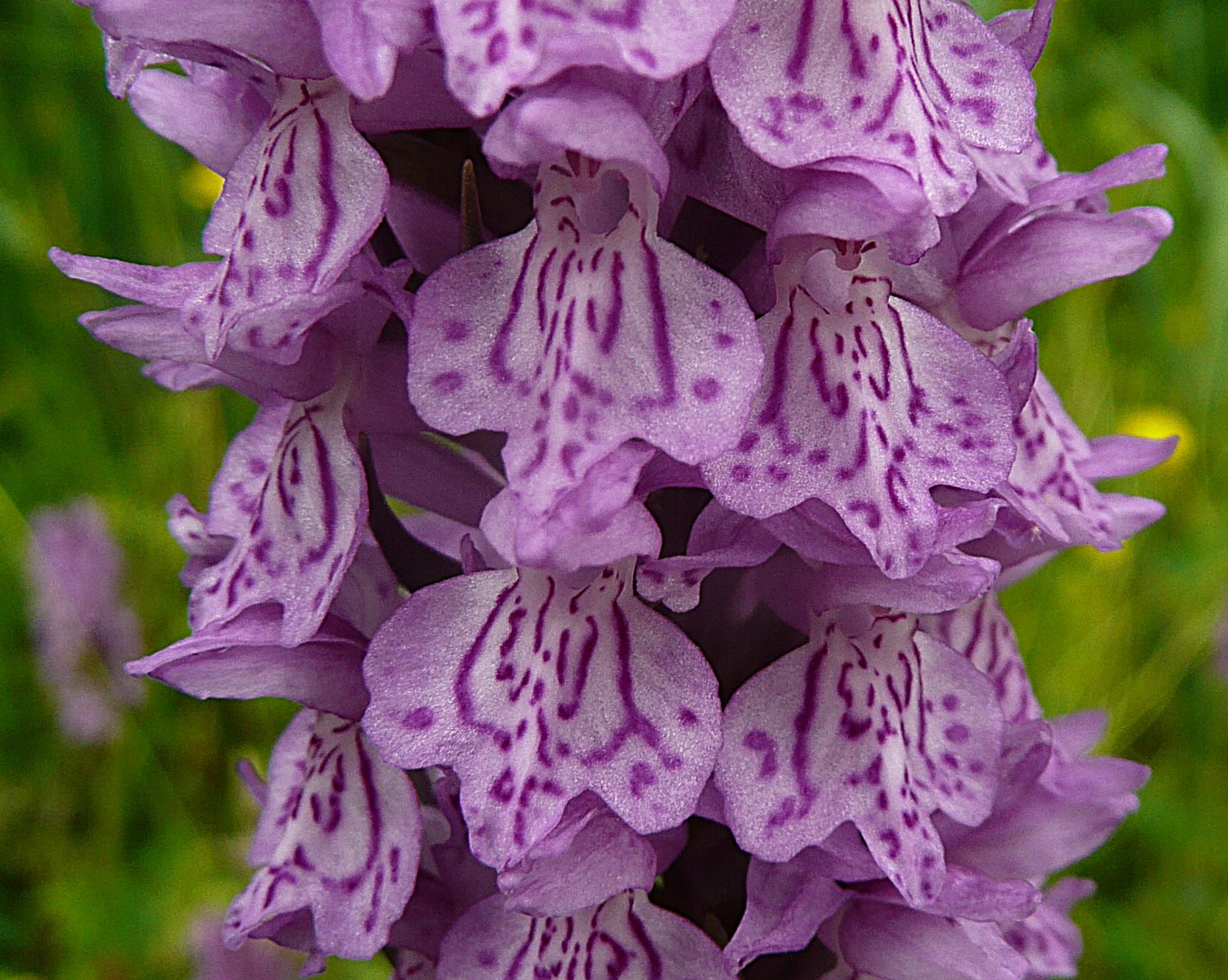 Gevlekte rietorchis 3