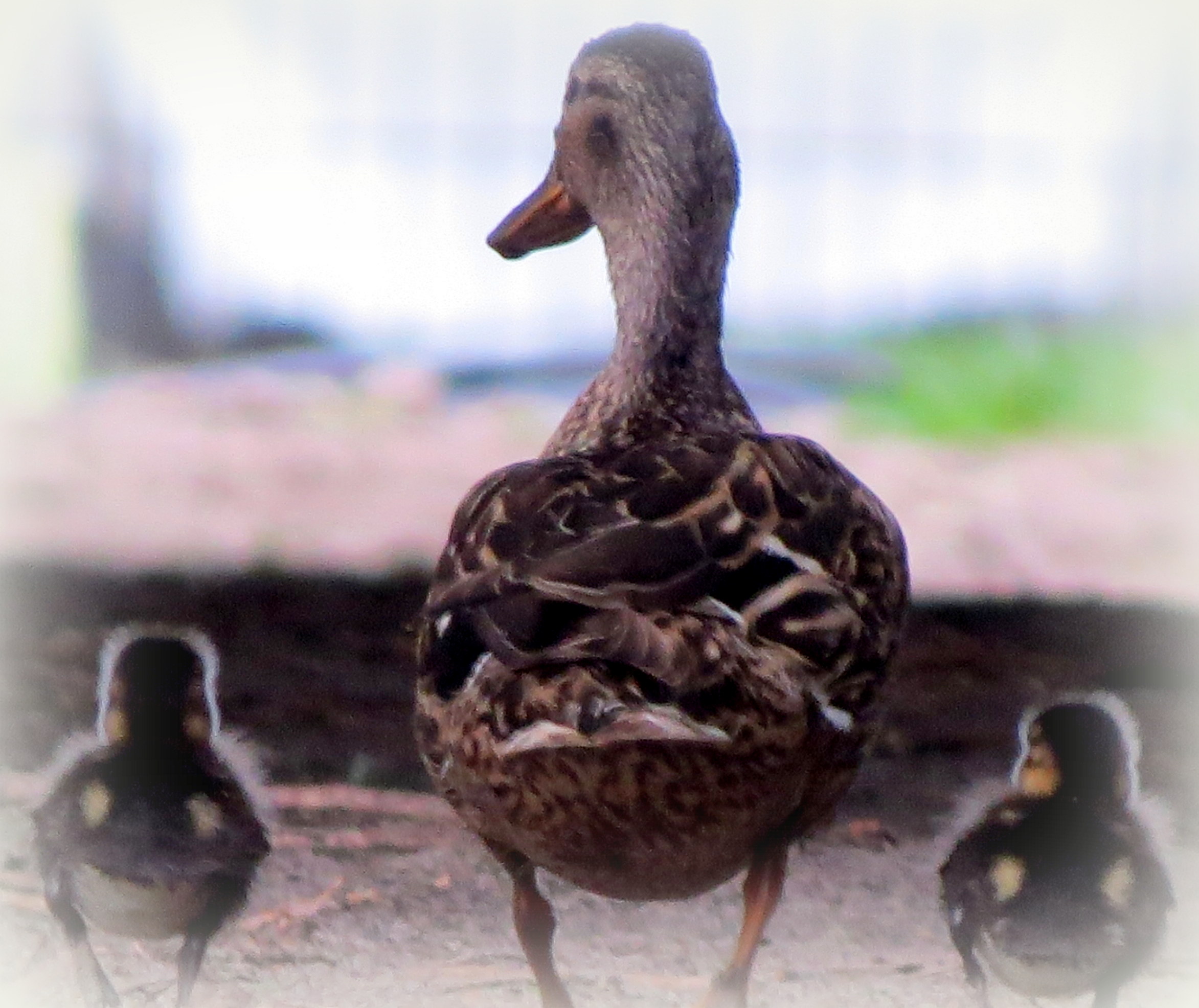 Naar het lonkend licht aan de horizon