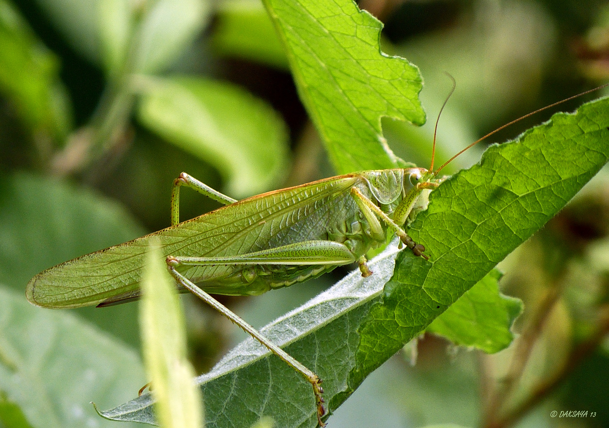 Grote groene sabelsprinkhaan
