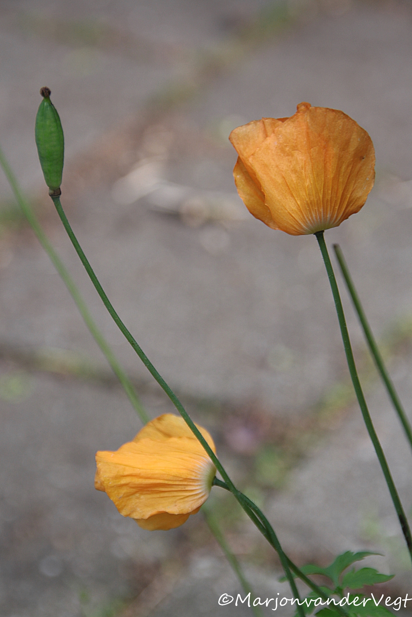 Oranje papaver