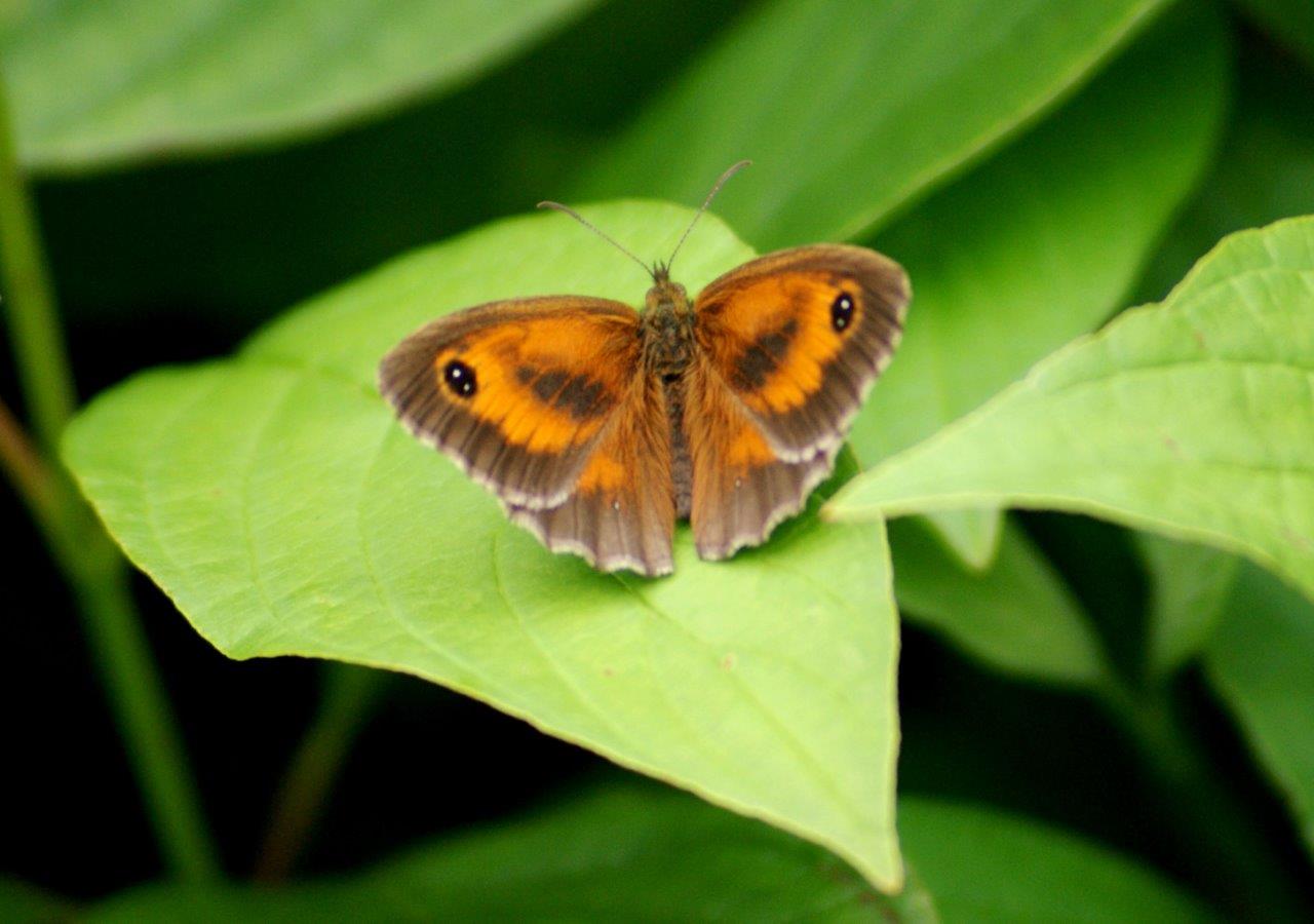Oranje Zandoogje - Pyronia Tithonus