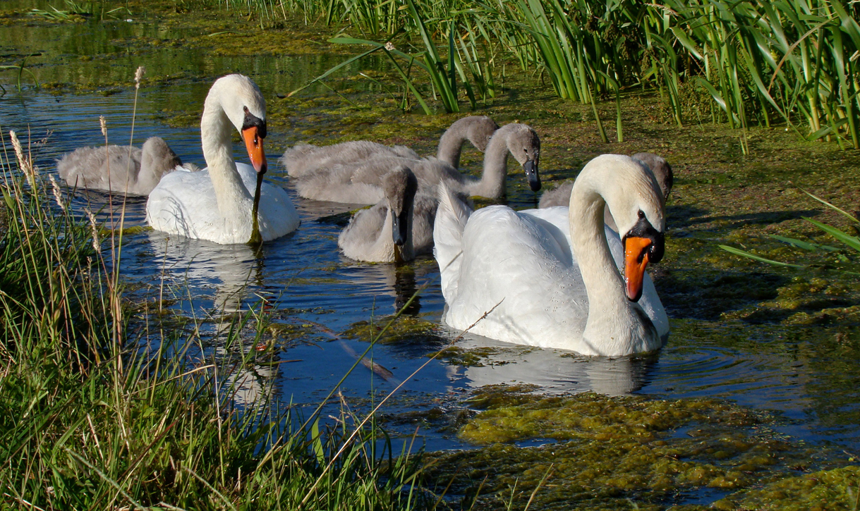 Zwanengezin