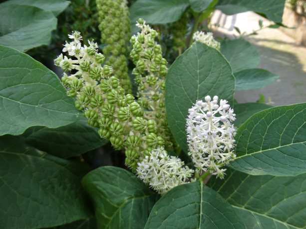 Oosterse karmozijnbes