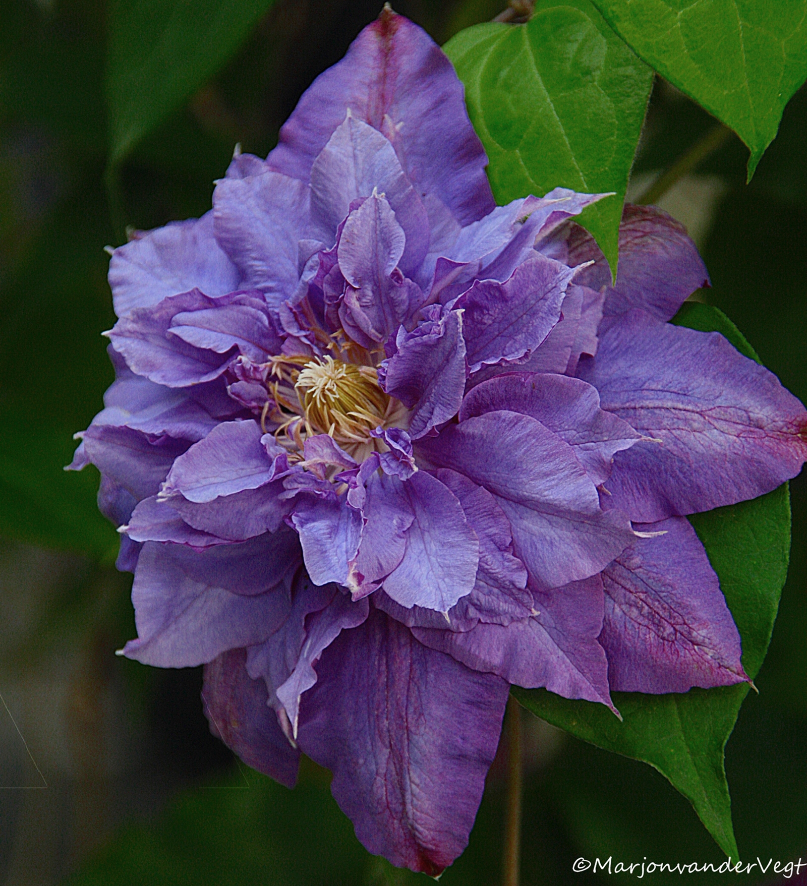 Paarse Clematis