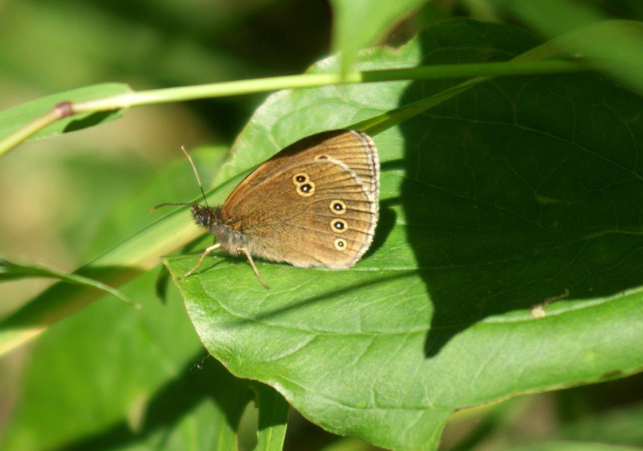 vlindertje (koevinkje)