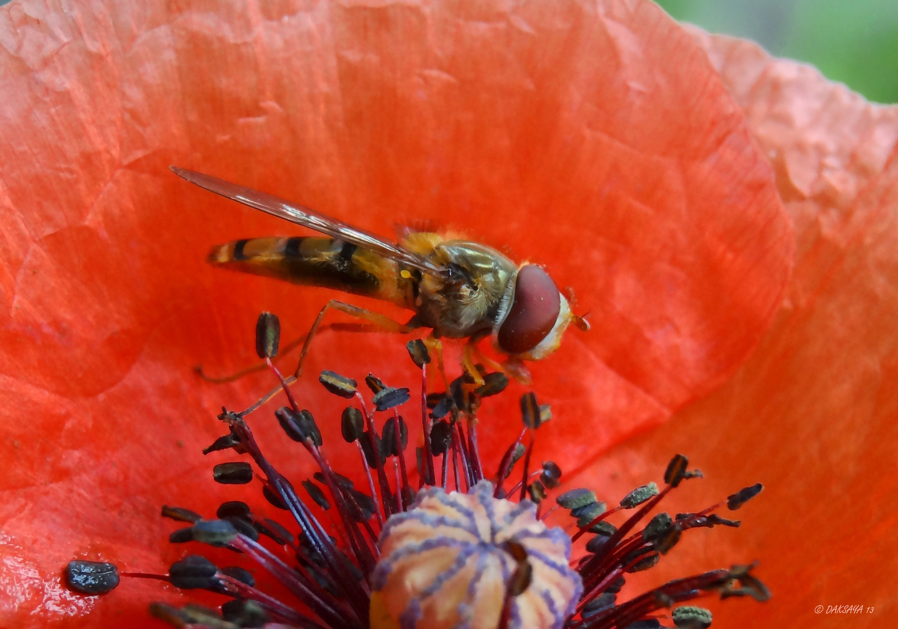 Pyjamazweefvlieg op papaver