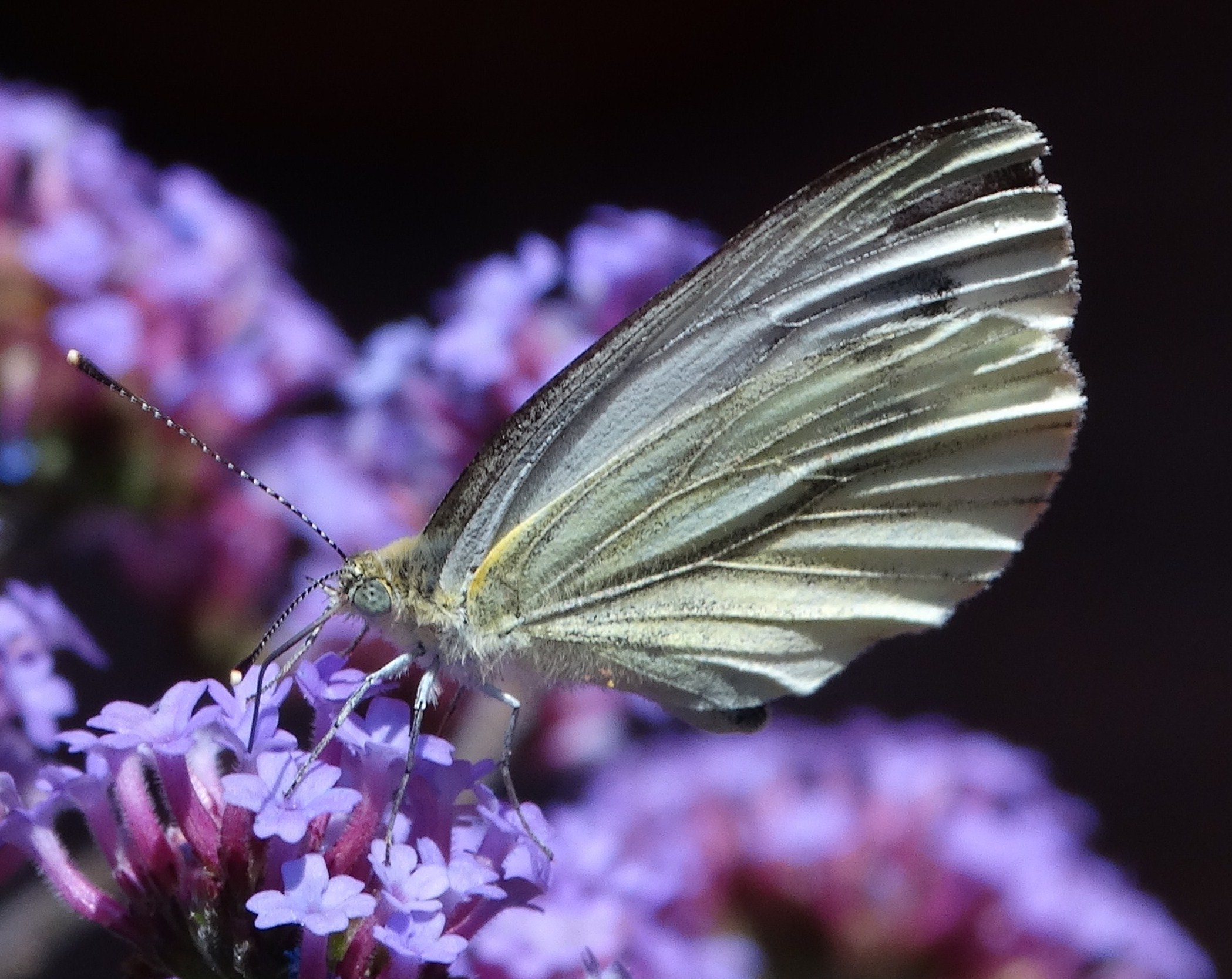 vlinder op verbena