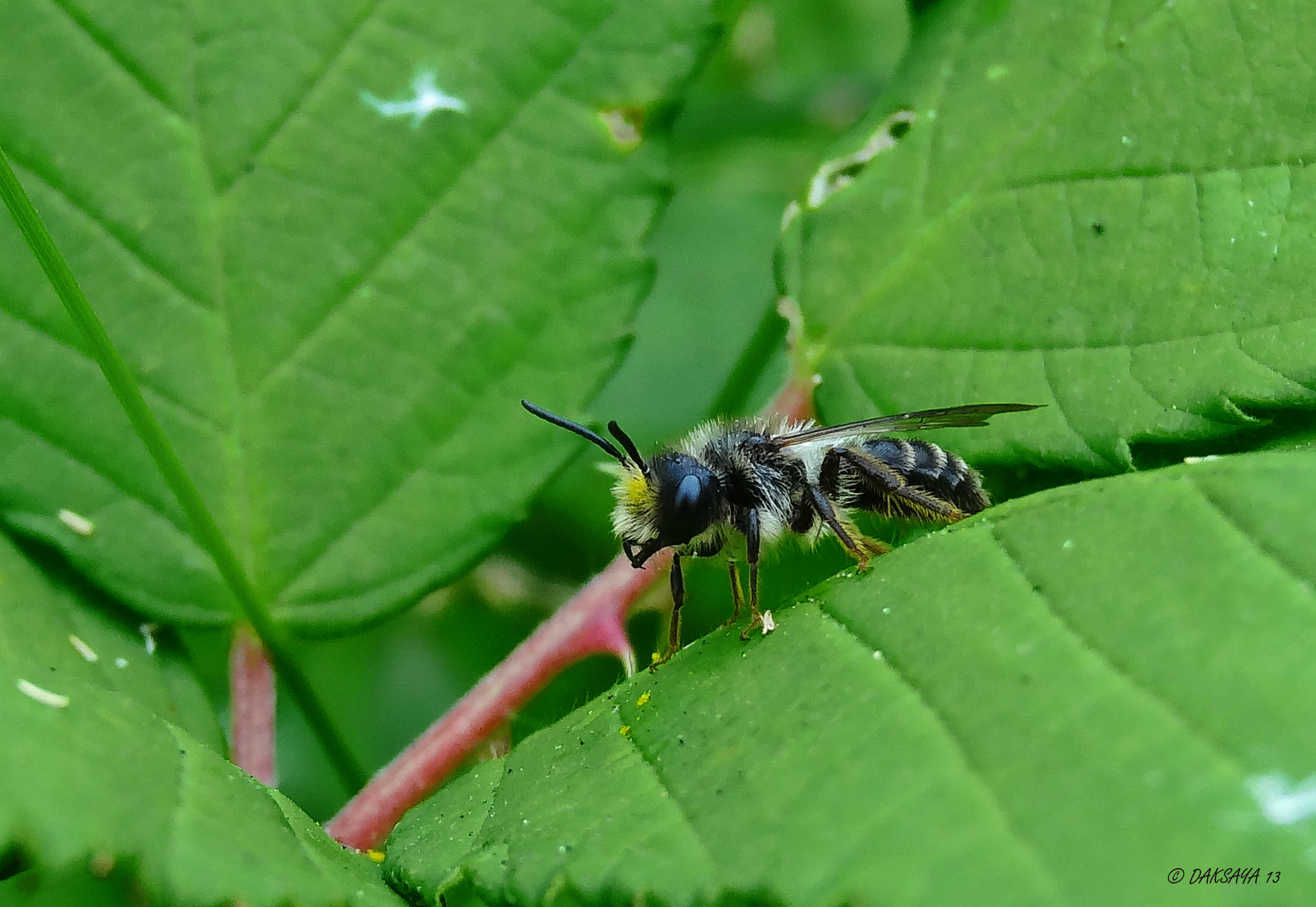 Grote bladsnijder