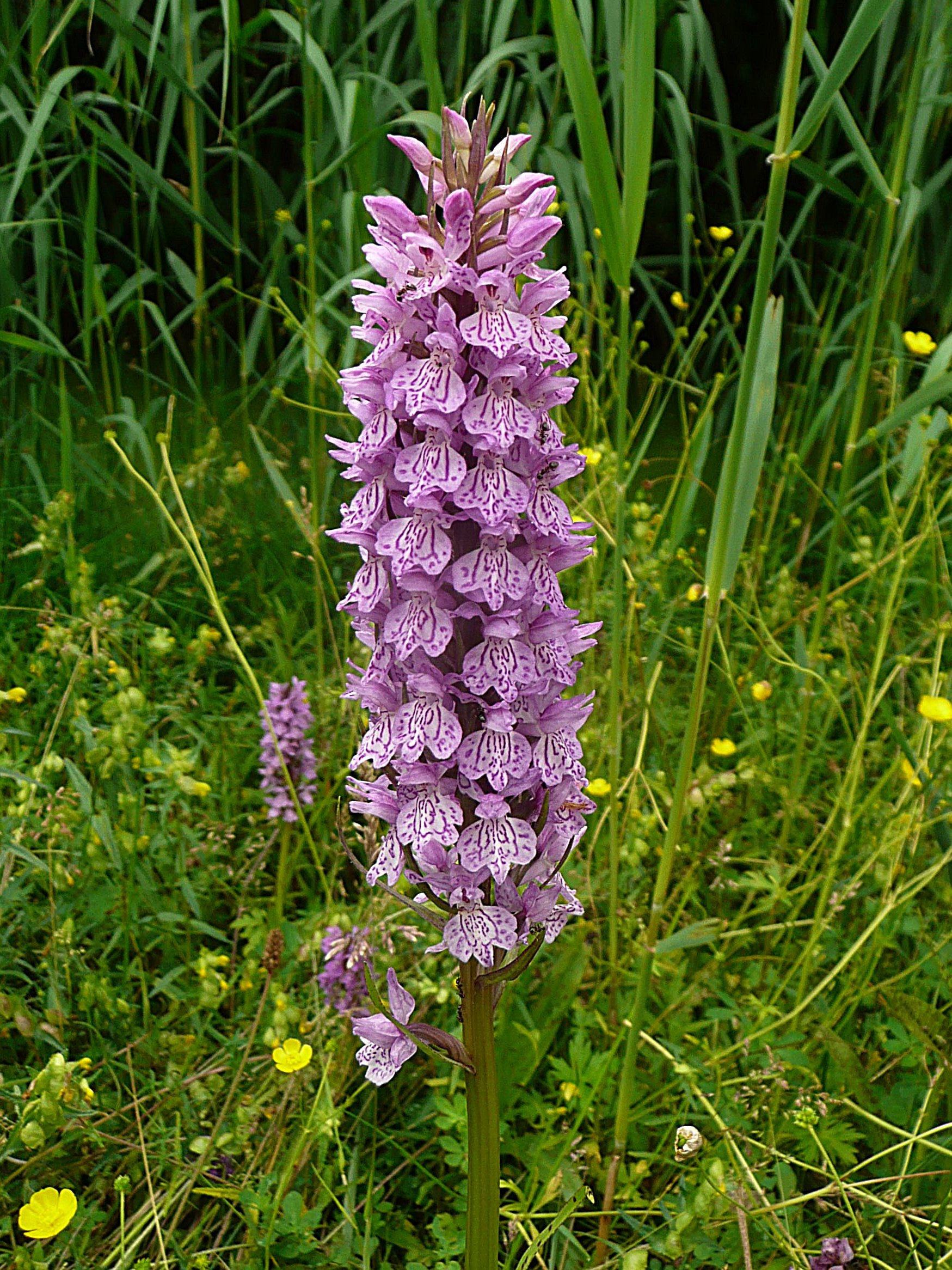 Gevlekte rietorchis 2