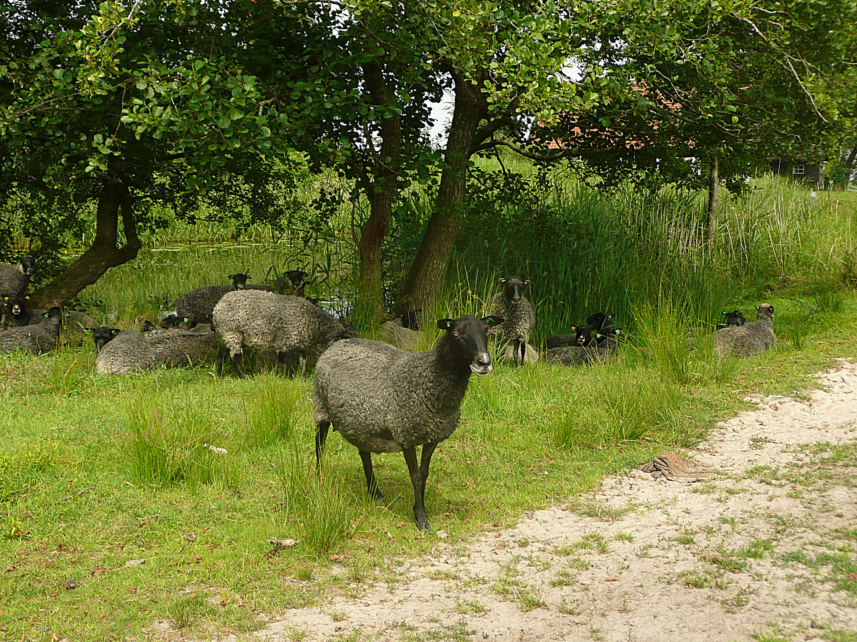 Schapen 