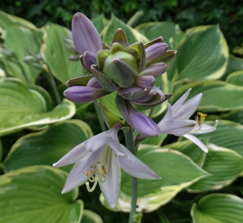 Hosta