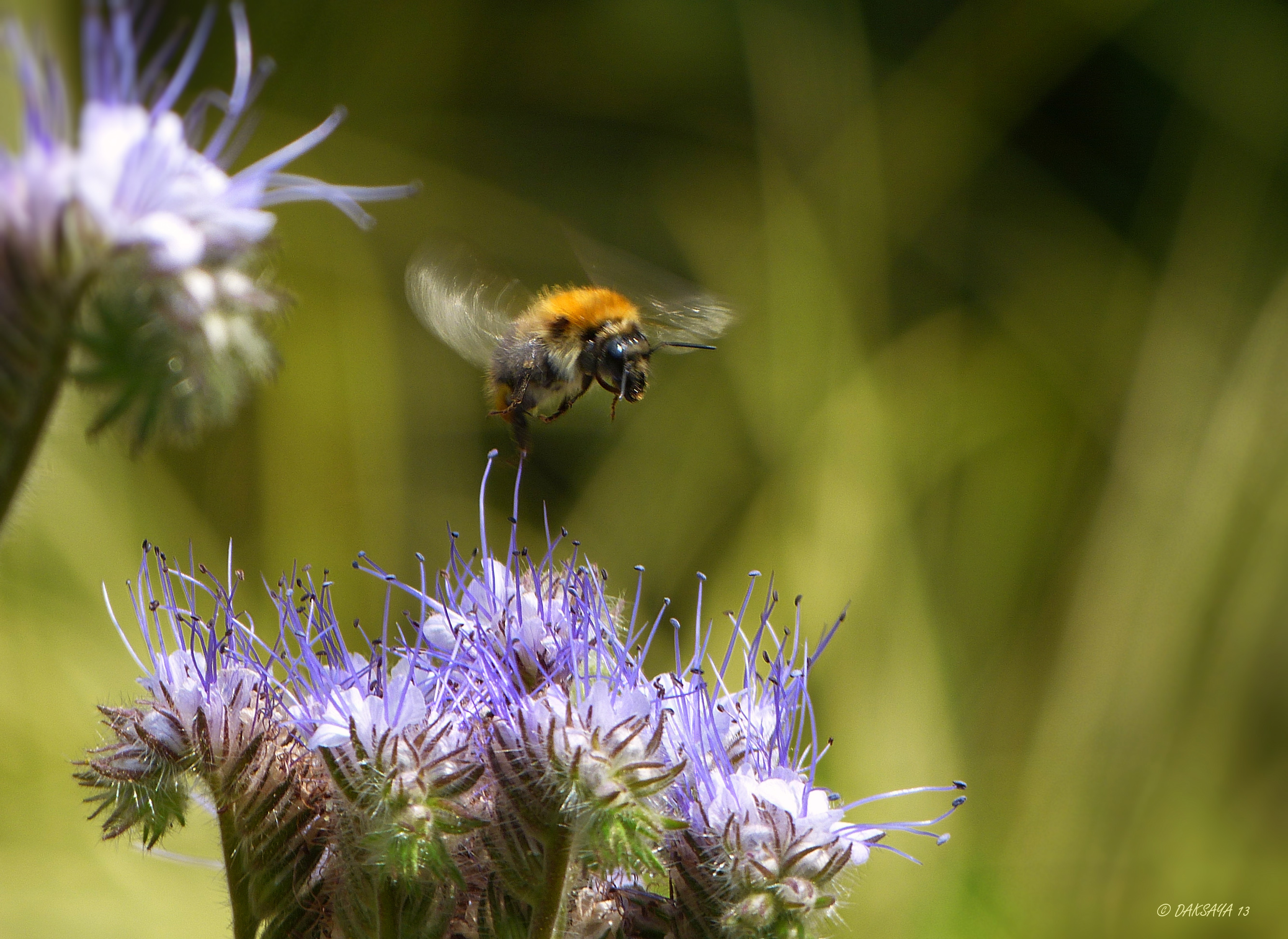 Hommel op phacelia