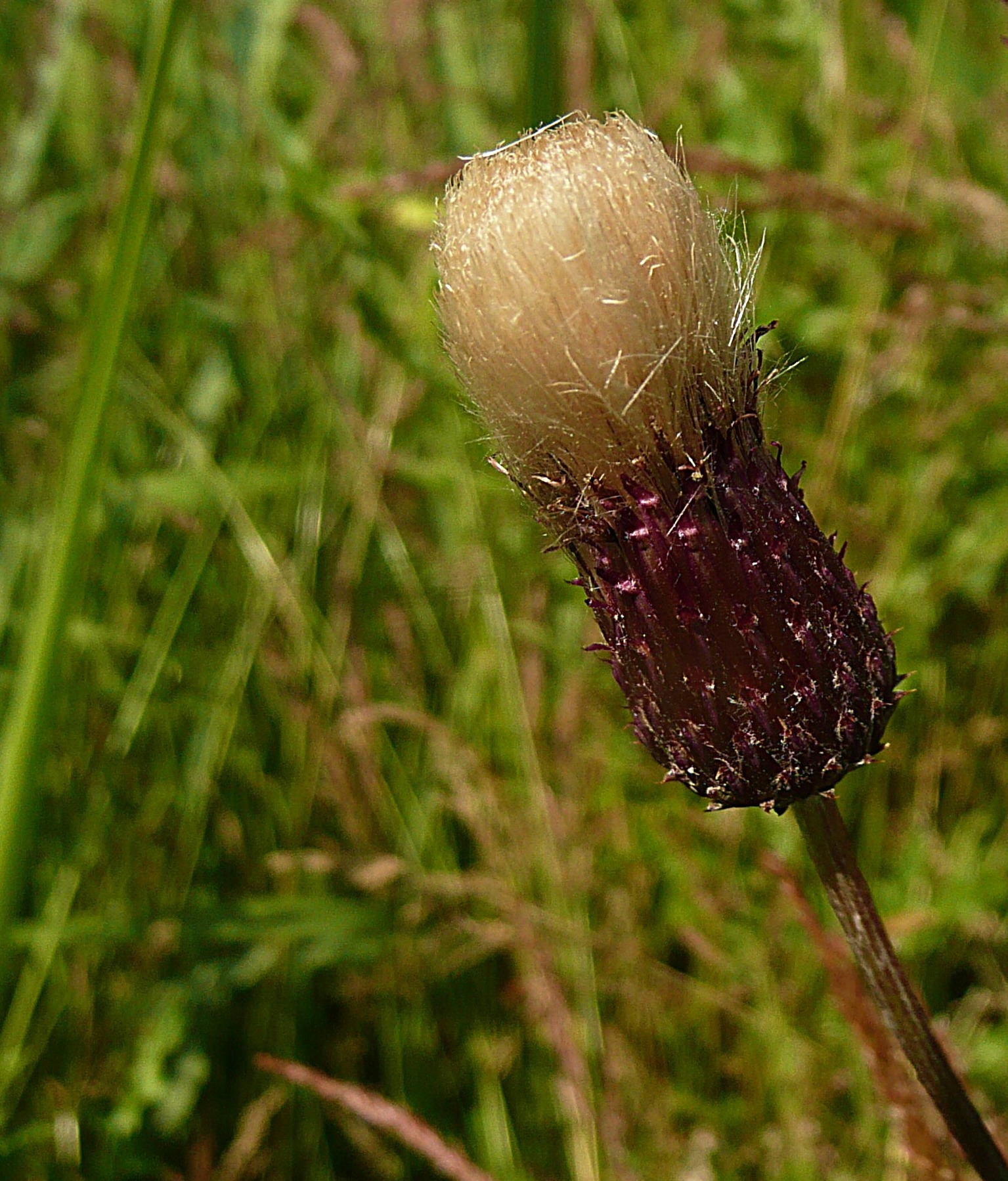Uitgebloeide distel