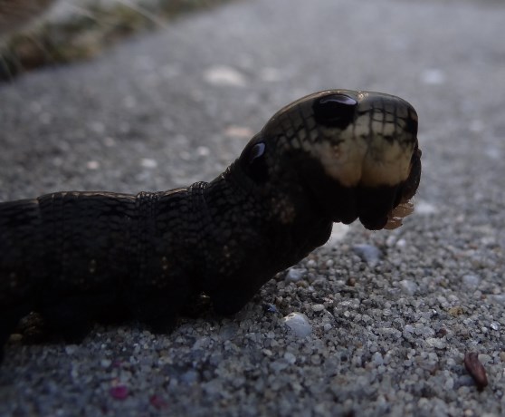Rups van Groot avondrood 2