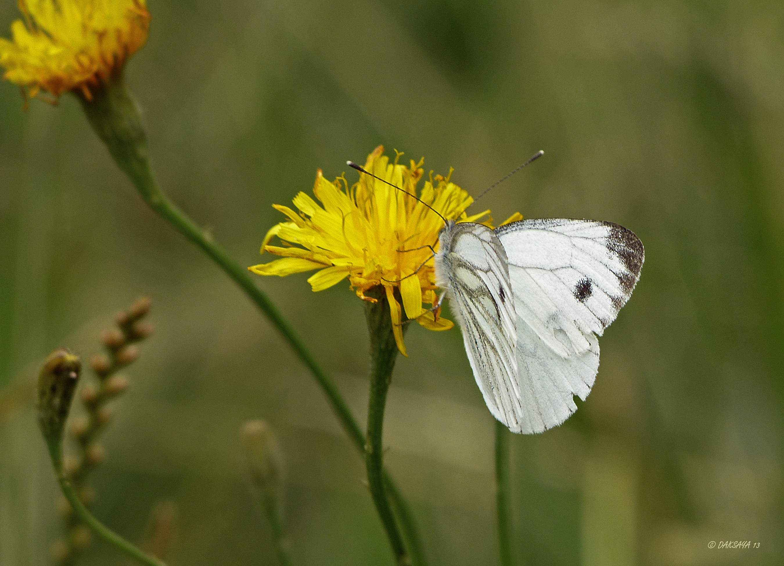 Witje