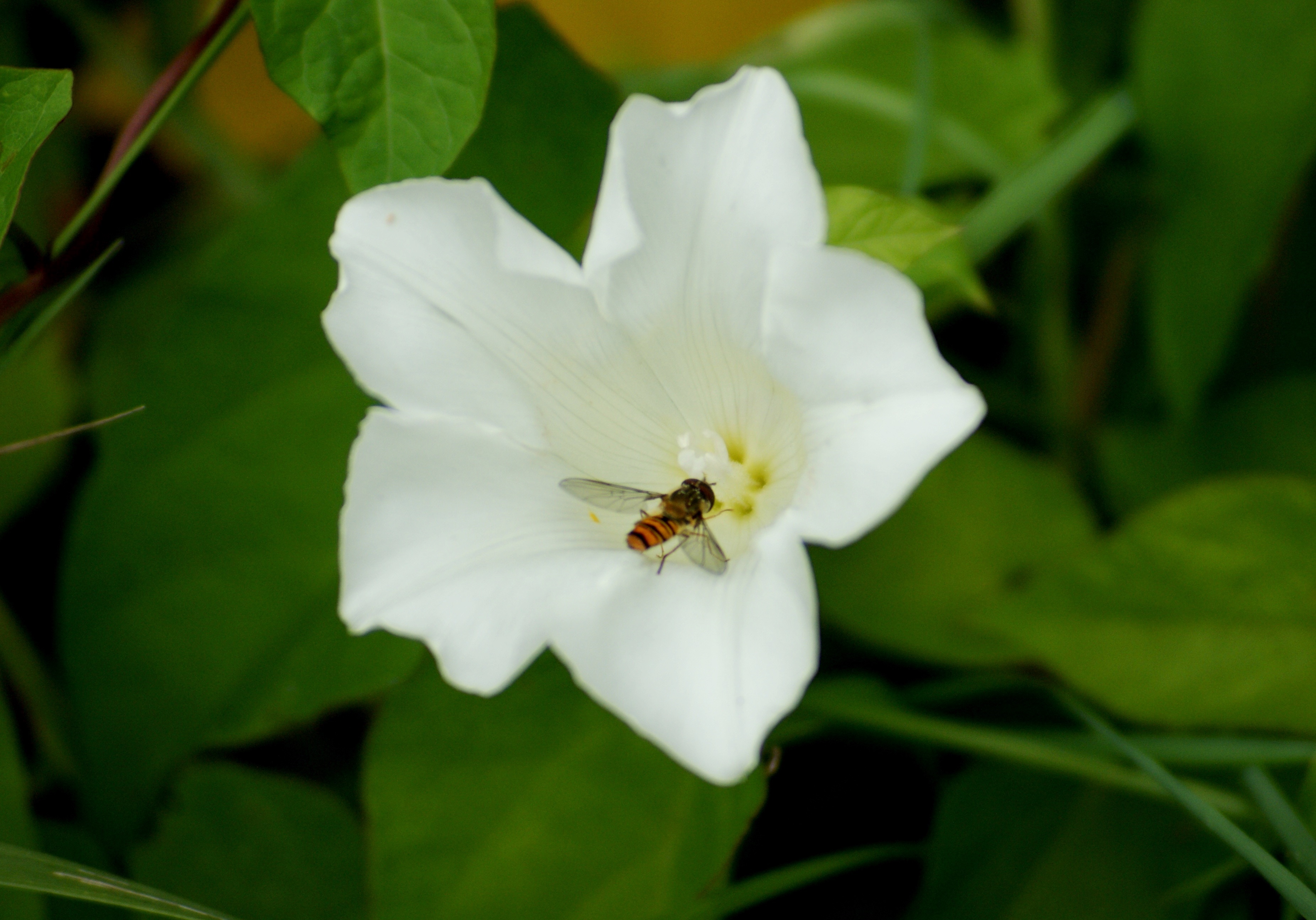 bloem met zweefvlieg