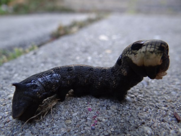 Rups van Groot avondrood 4