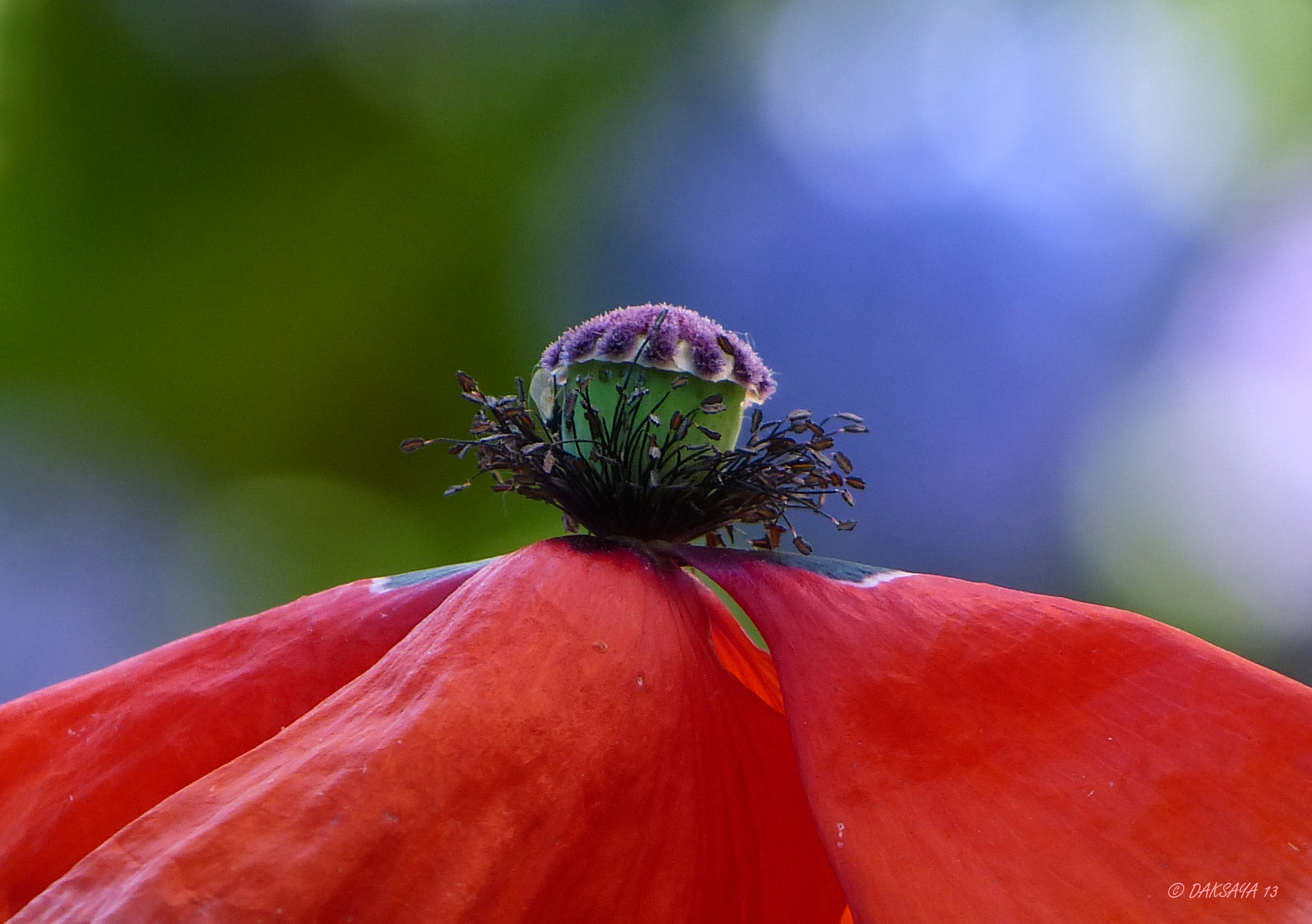 Papaver